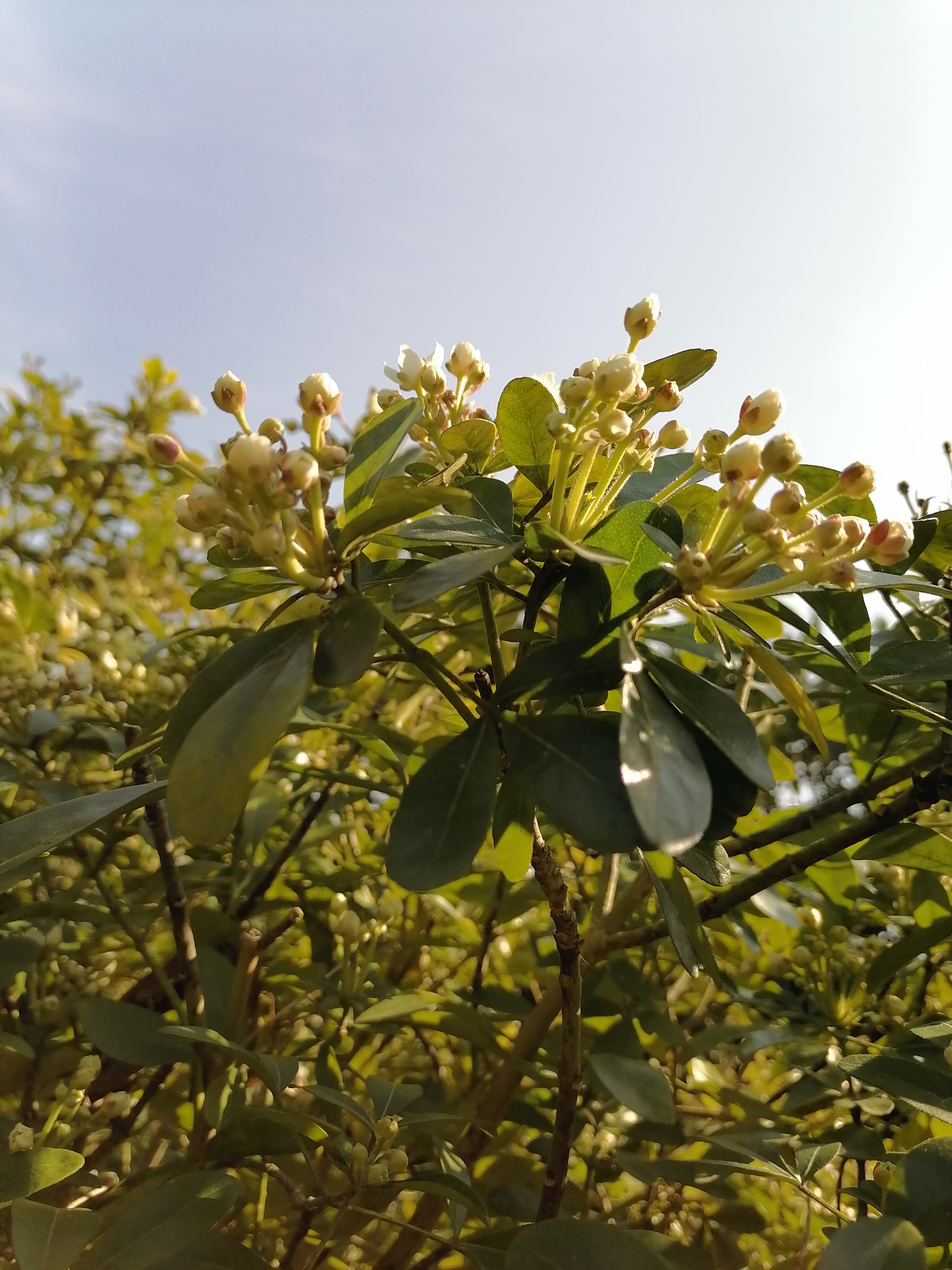 Annexe 90659698_213265499923328_752923924655767552_n (1).jpg