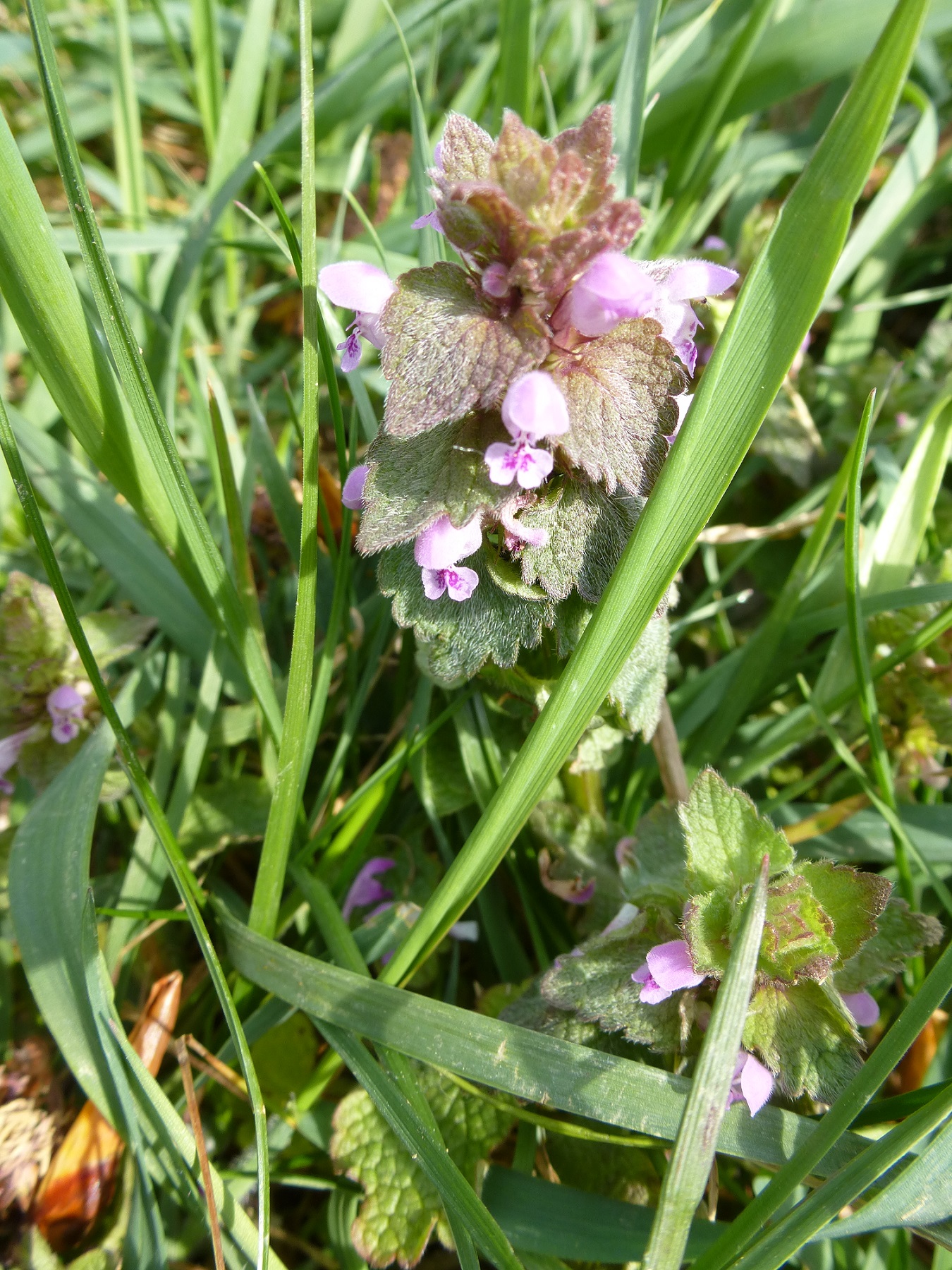 Annexe lamier_pourpre.jpg