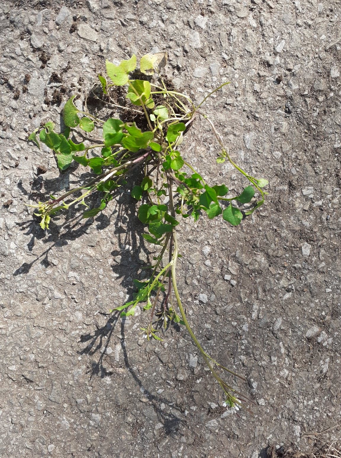 Annexe 91421779_1549534915215250_1175831362674884608_n.jpg