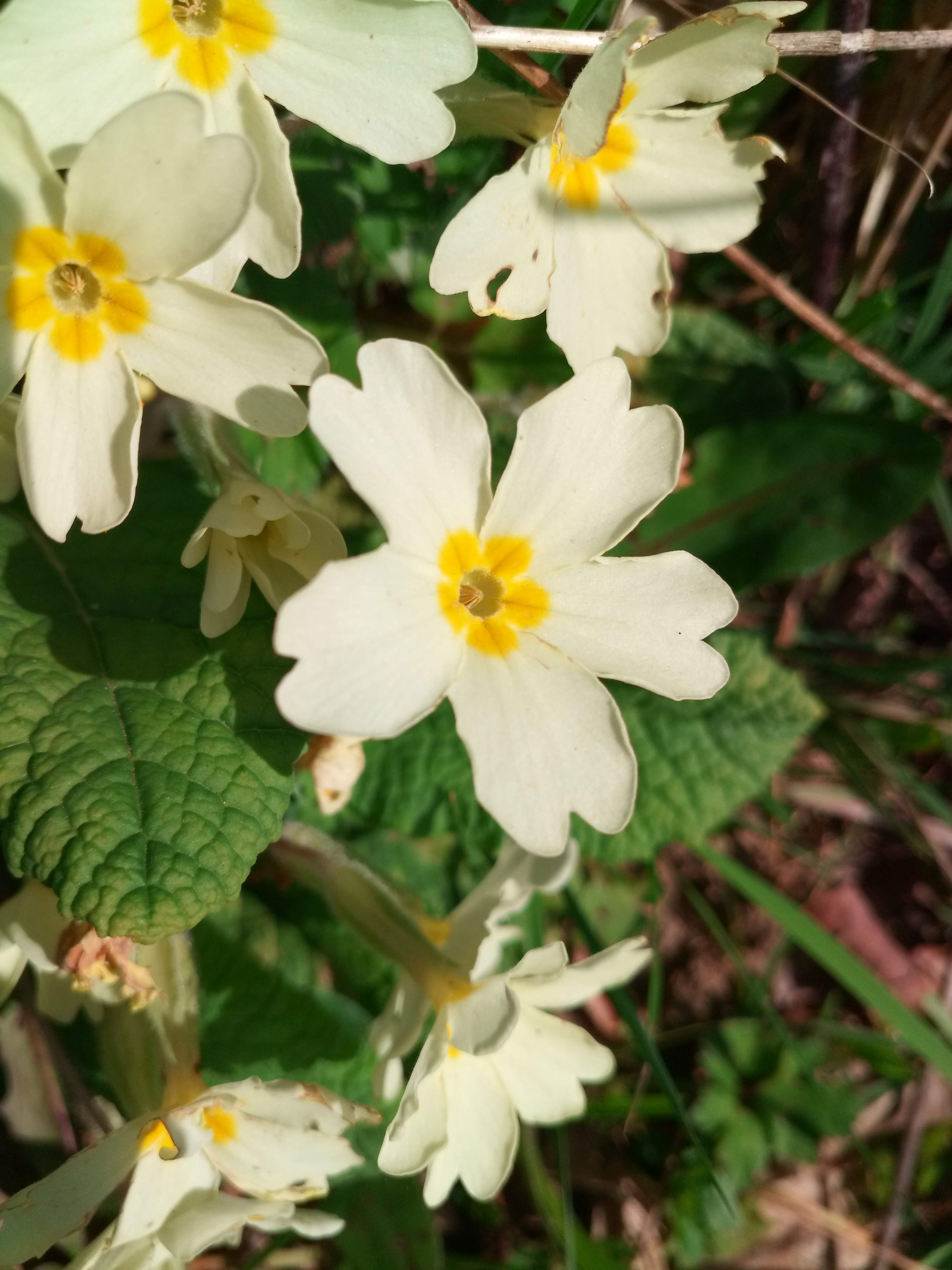 Annexe IMG_20200327_115902.jpg