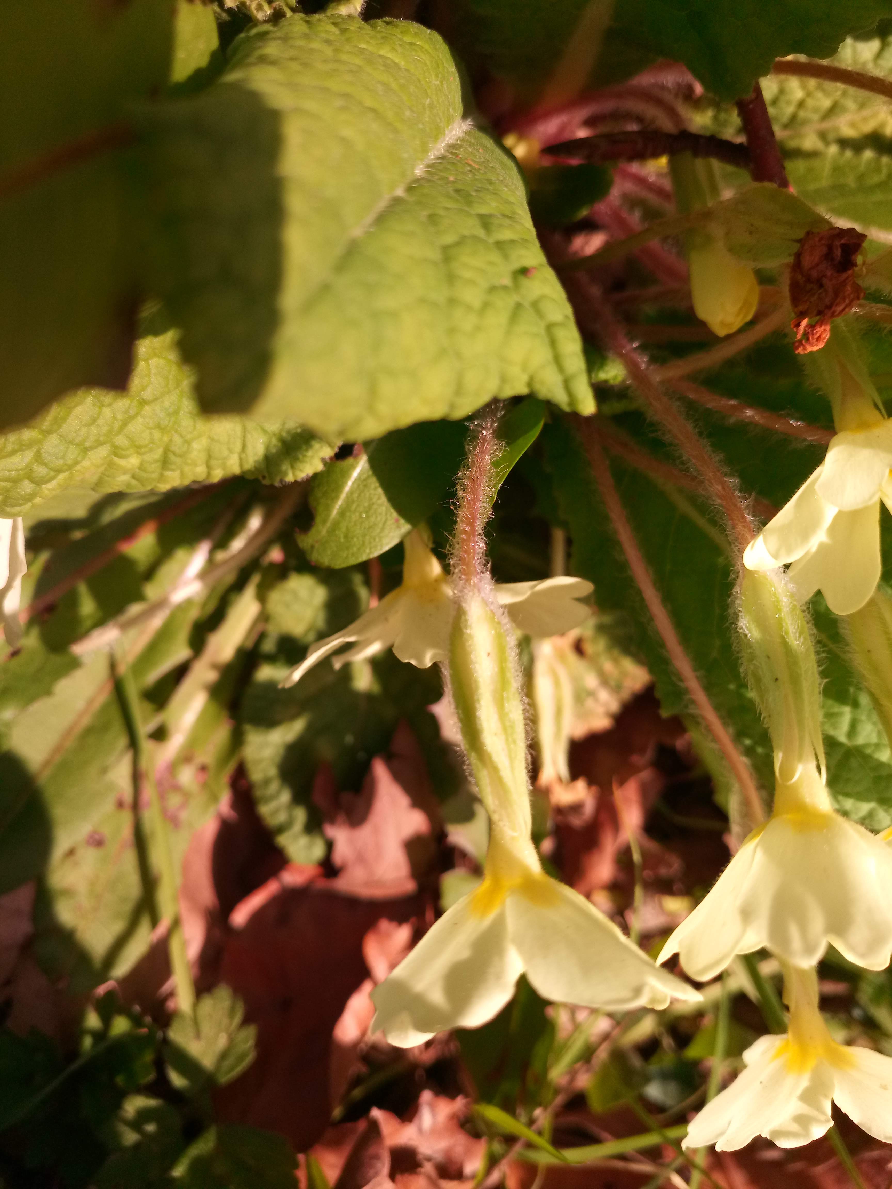 Annexe IMG_20200327_115920.jpg