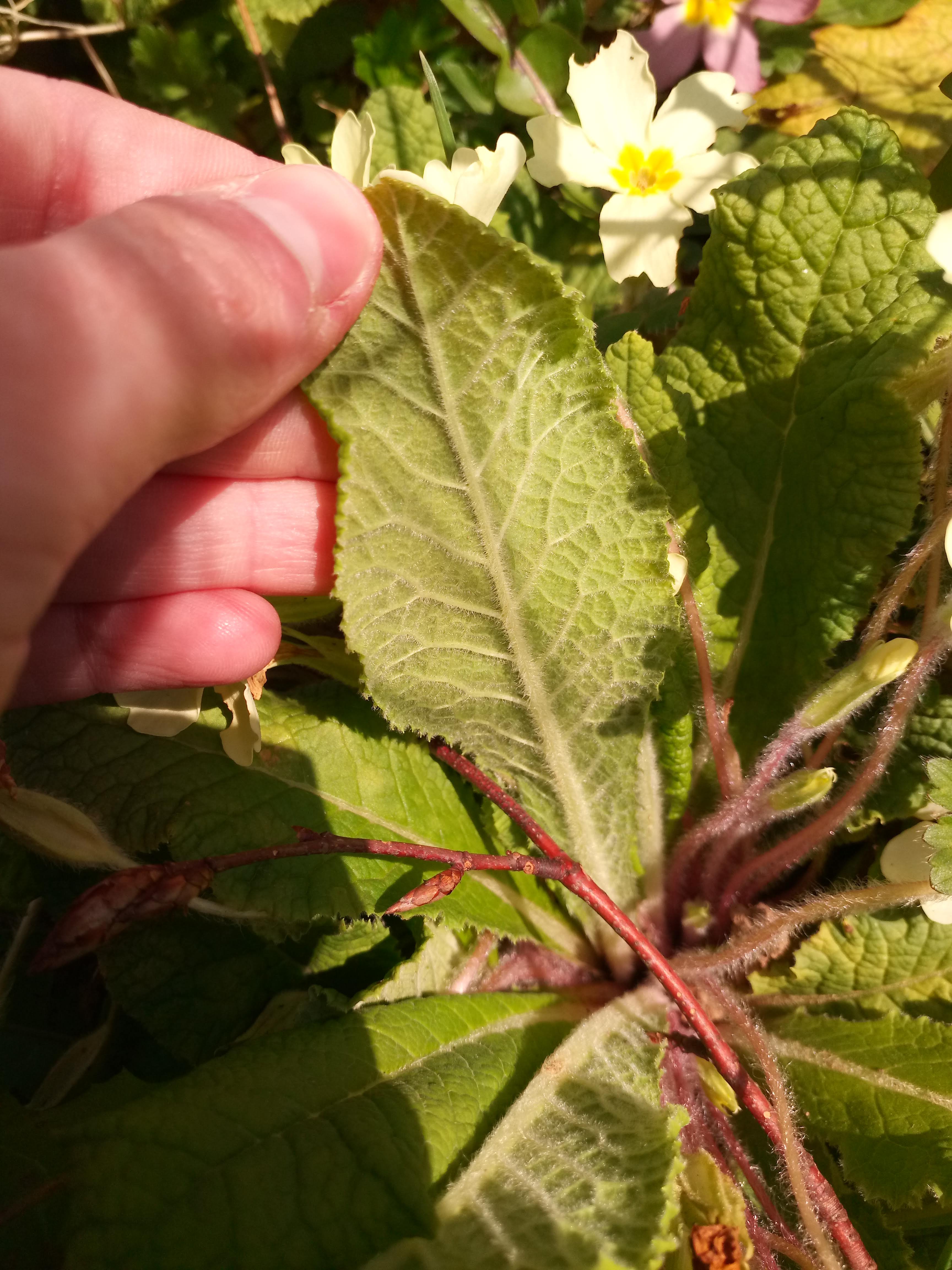 Annexe IMG_20200327_120108.jpg