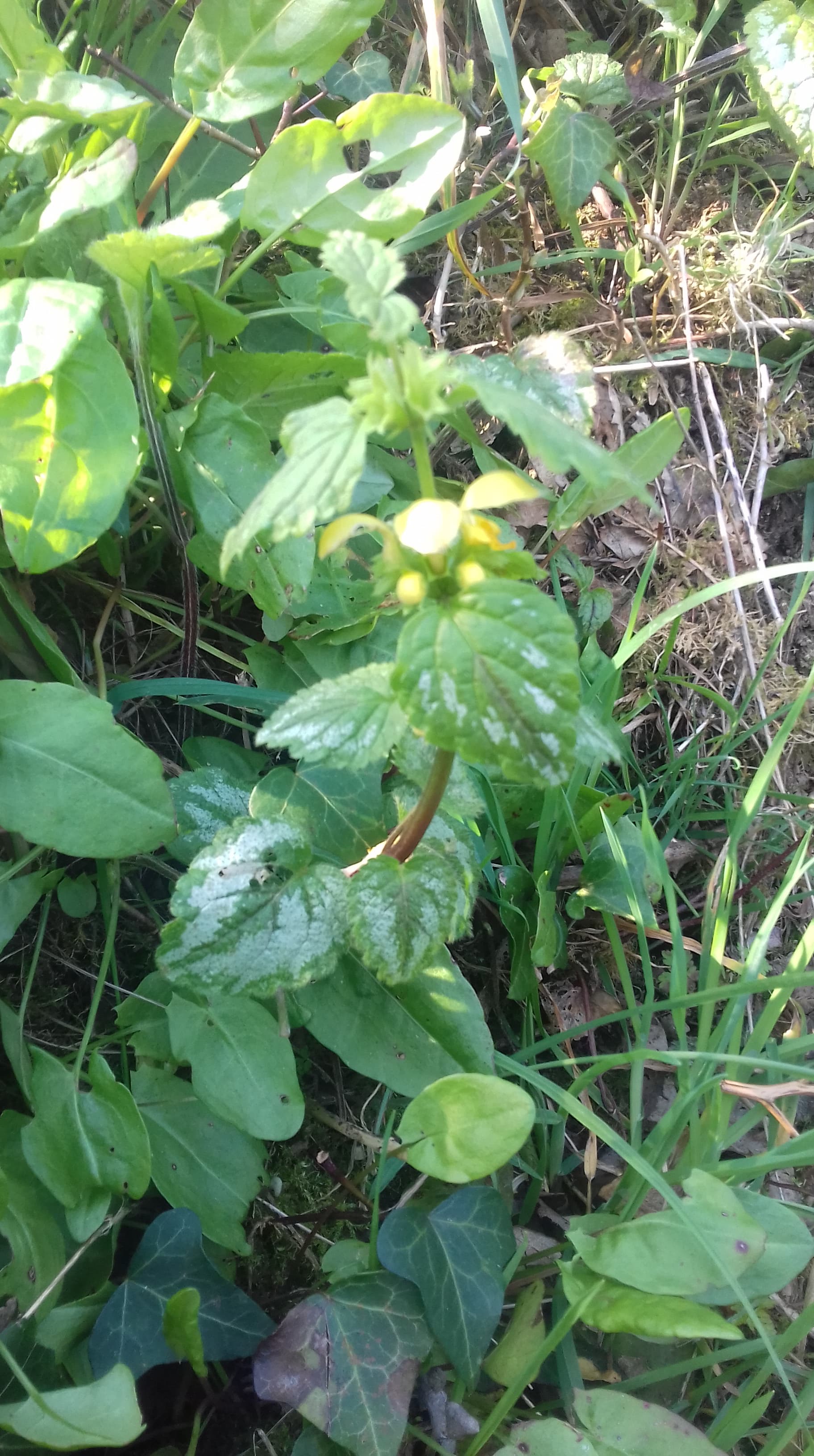 Annexe 90659698_2943910582318530_5259712036962566144_n.jpg