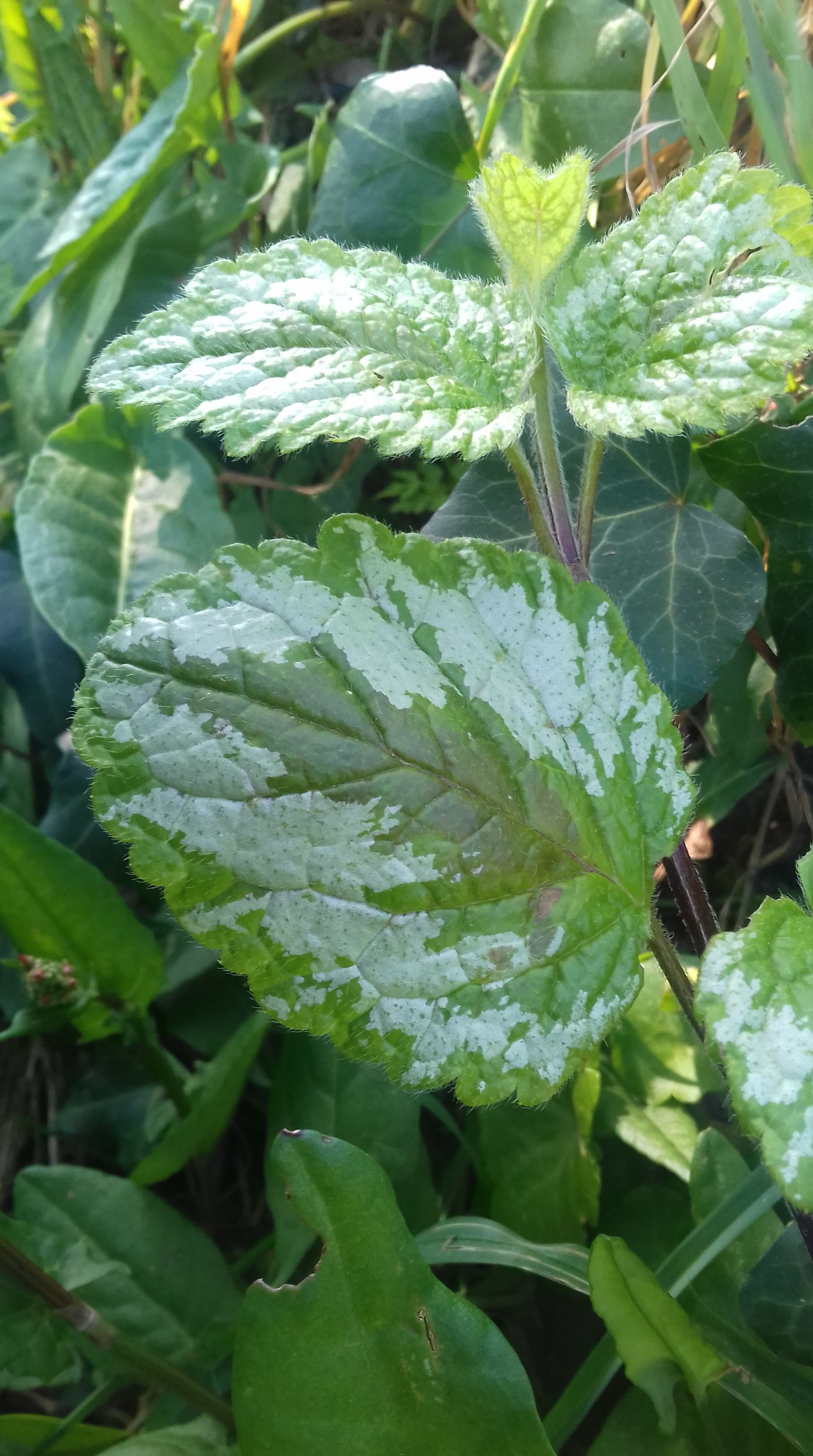 Annexe 90747306_219753962603902_6720586240040632320_n.jpg