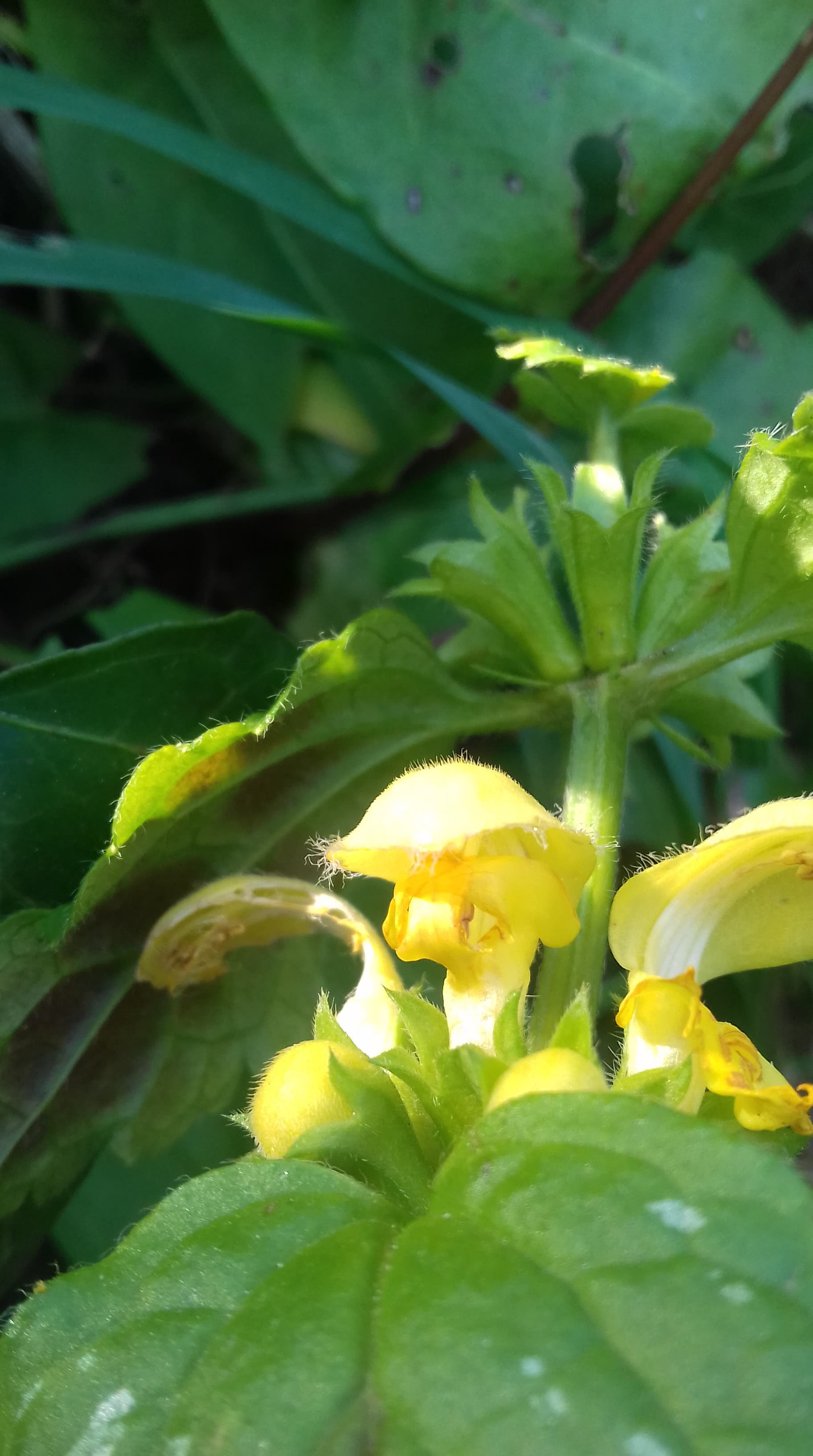 Annexe 90764922_1527617227388198_9214113199761129472_n.jpg