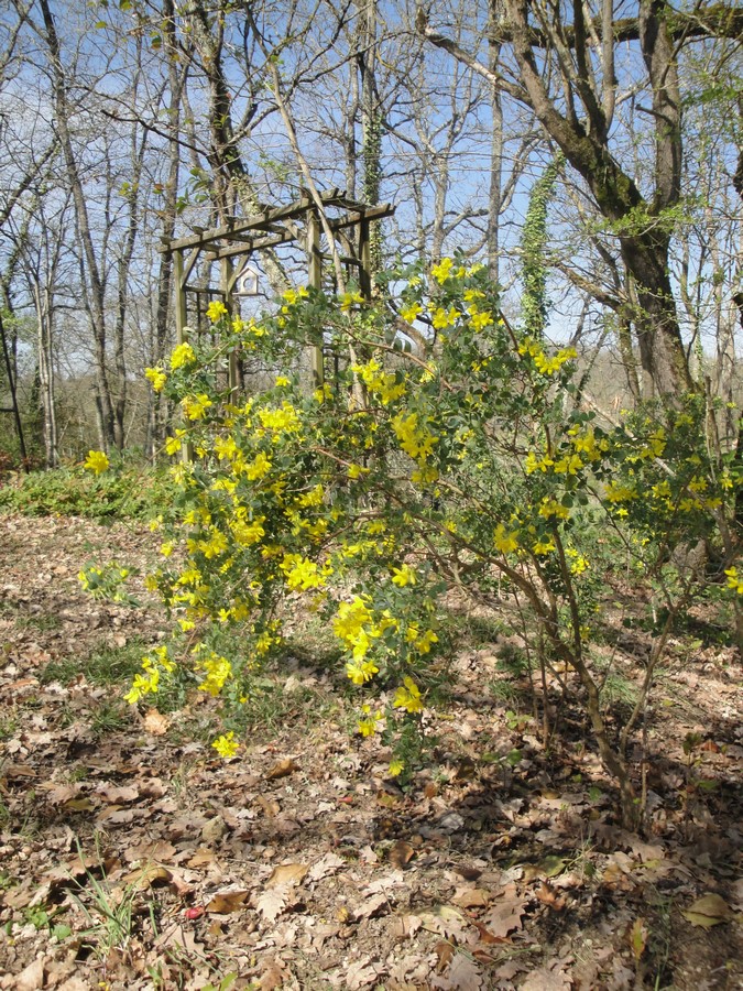 Annexe DSC01271 (Copier).JPG