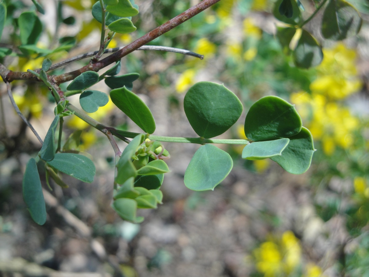 Annexe DSC01278 (Copier).JPG