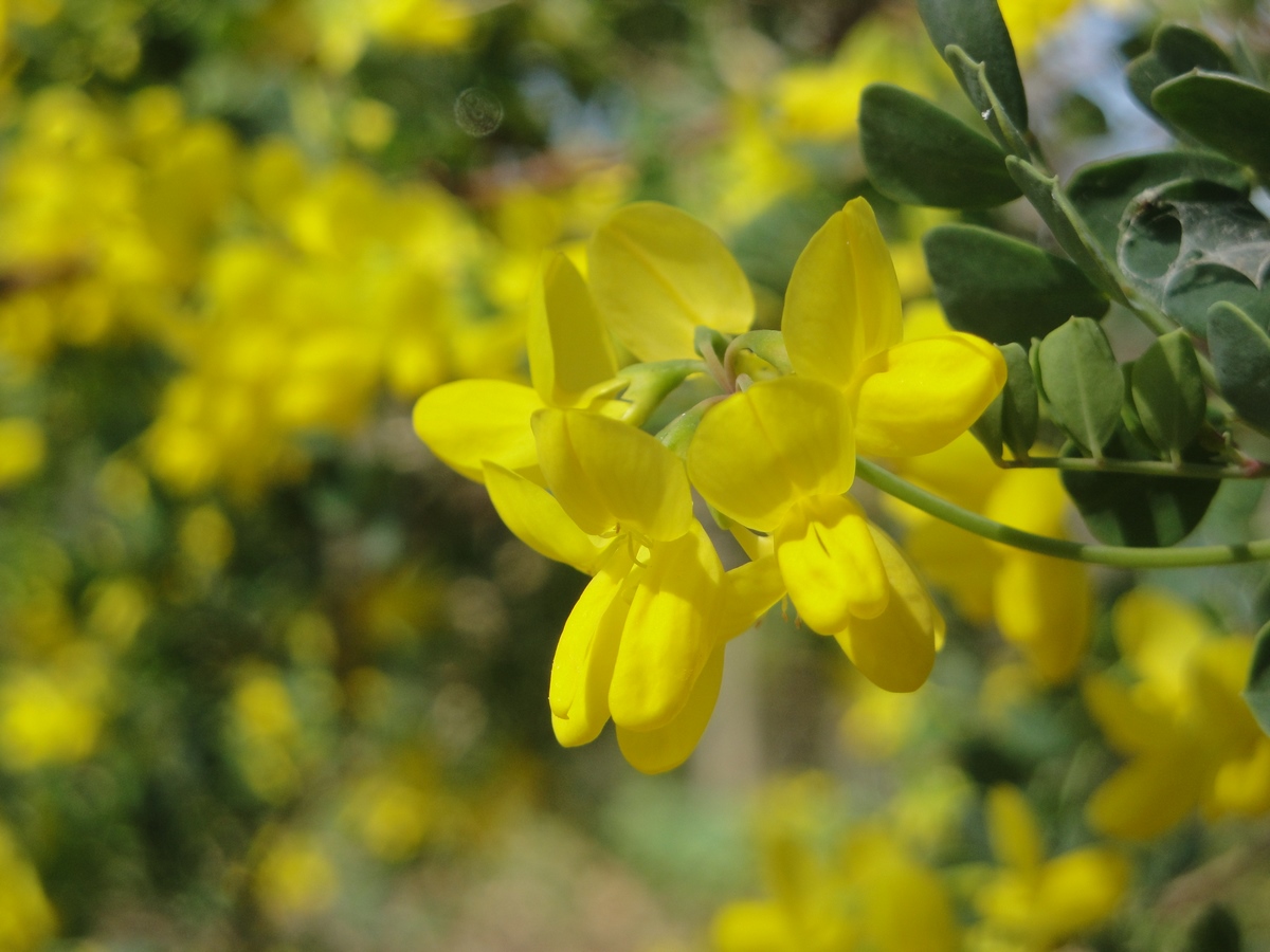 Annexe DSC01283 (Copier).JPG