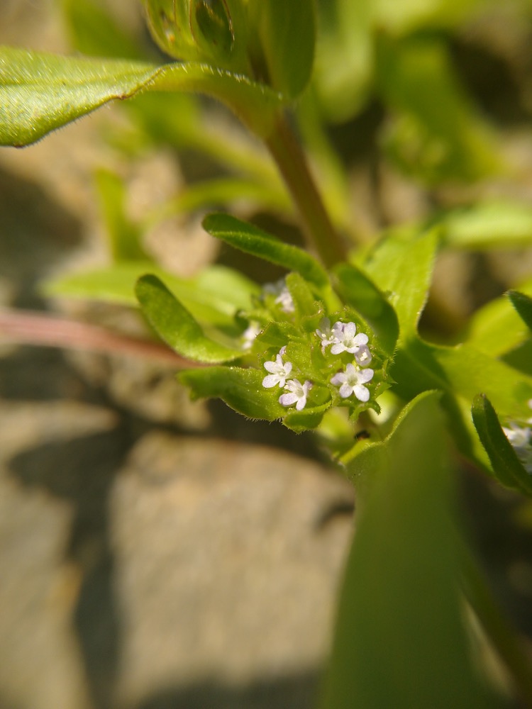 Annexe IMG_20200327_112121.jpg