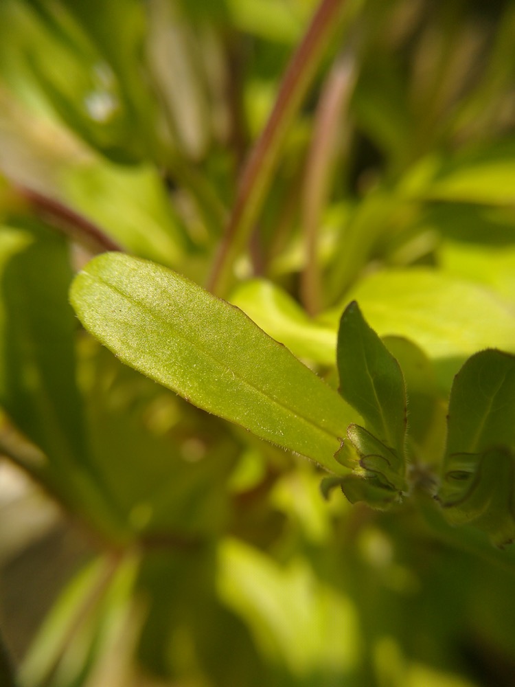 Annexe IMG_20200327_112713.jpg