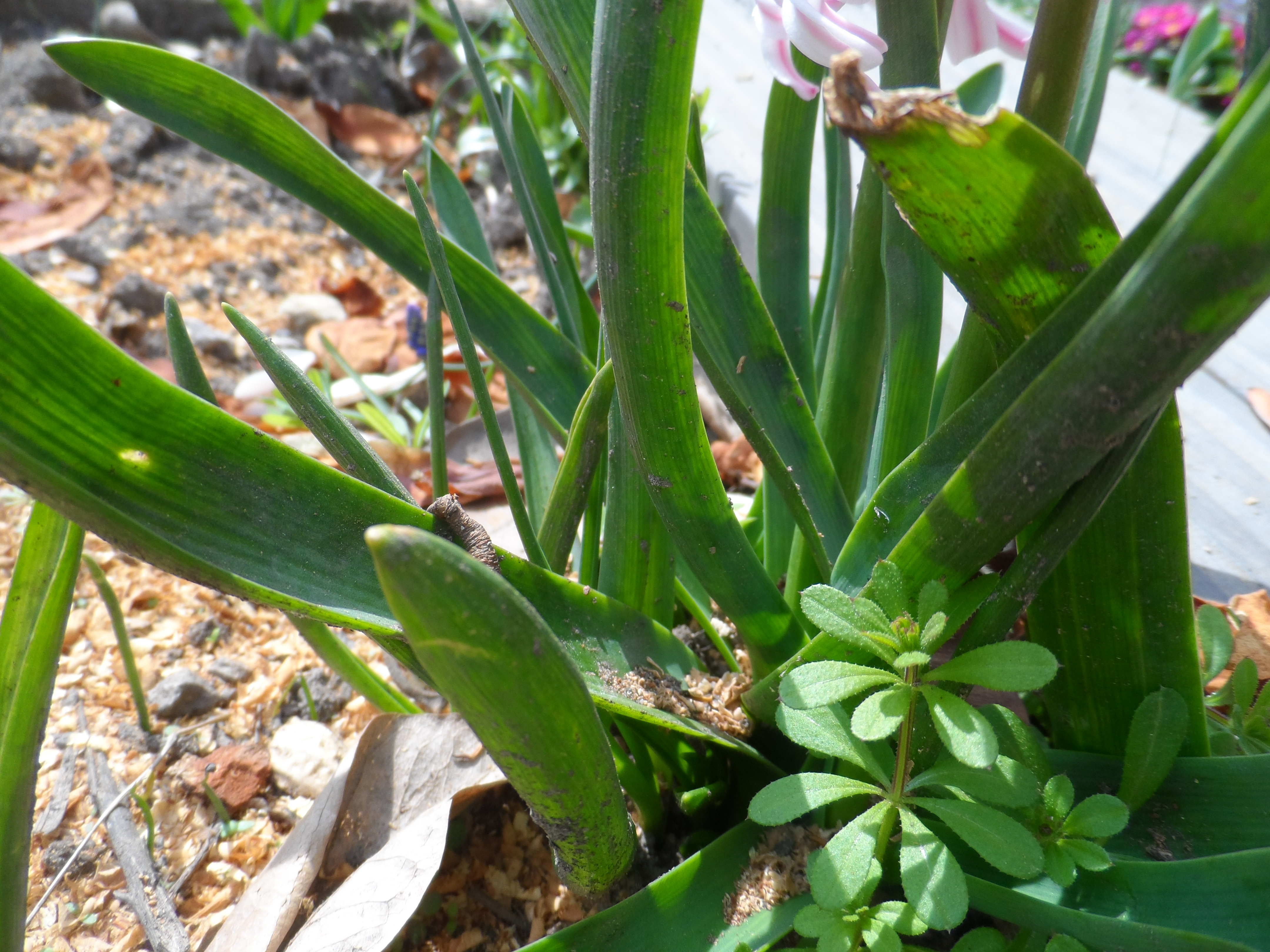 Annexe 005-ConvertImage.jpg