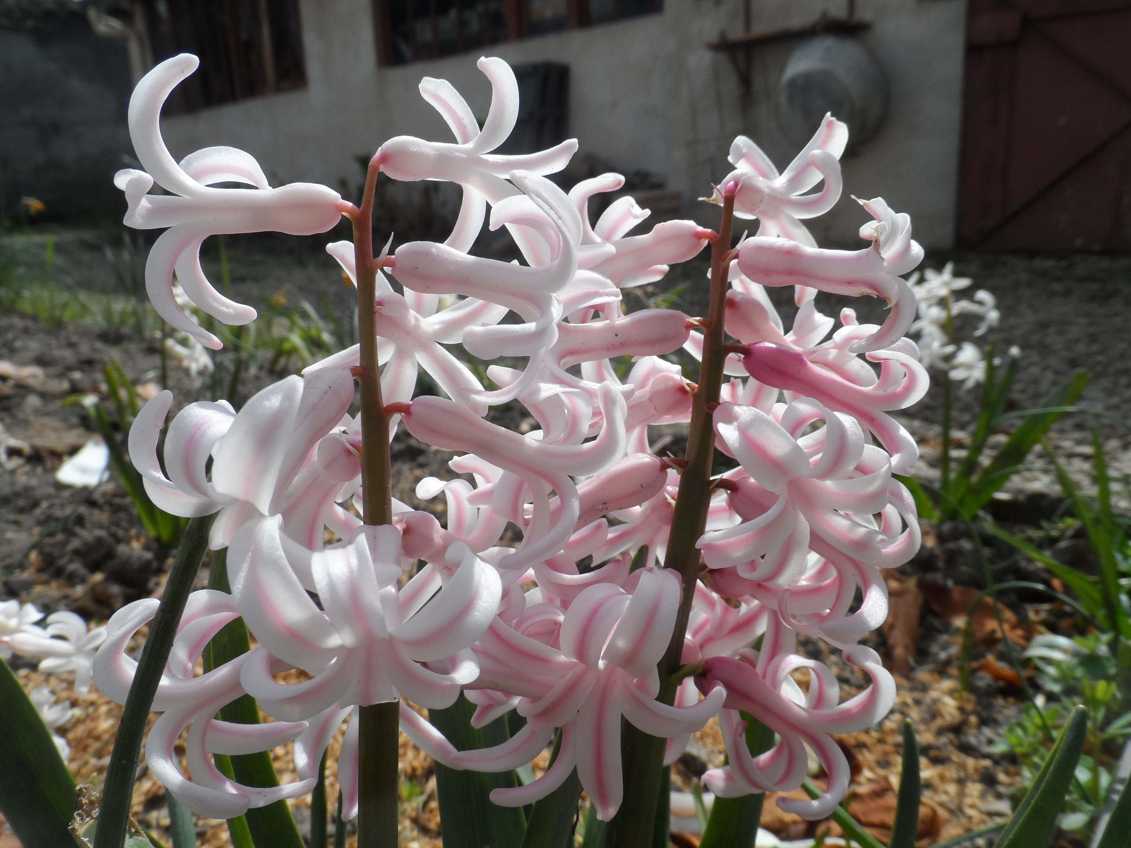 Annexe 007-ConvertImage.jpg