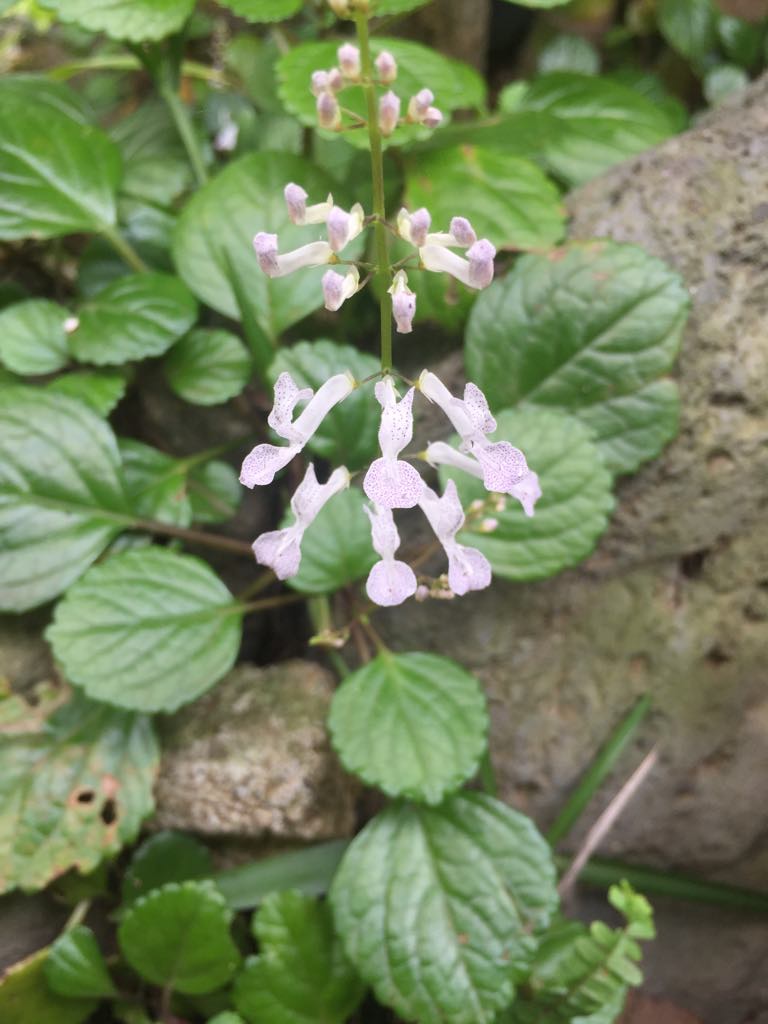 Annexe Plectranthus verticillatus inflorescence.jpg