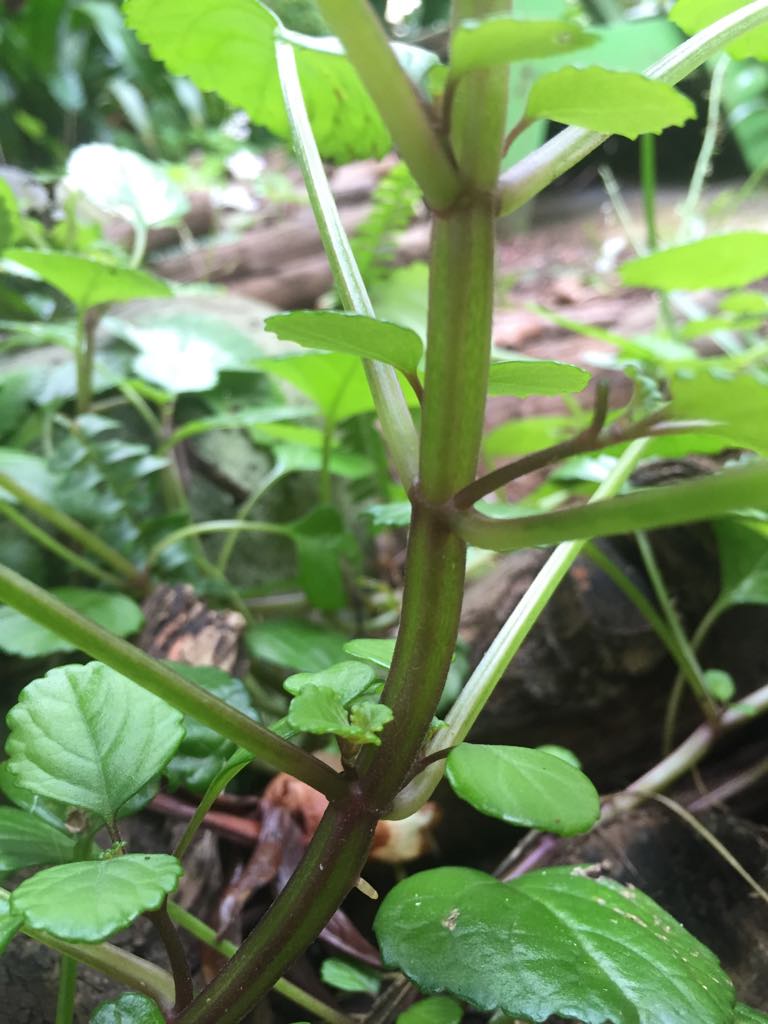 Annexe Plectranthus verticillatus tige.jpg