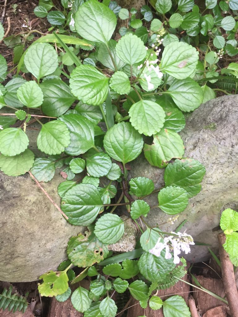 Annexe Plectranthus verticillatus vue densemble .jpg