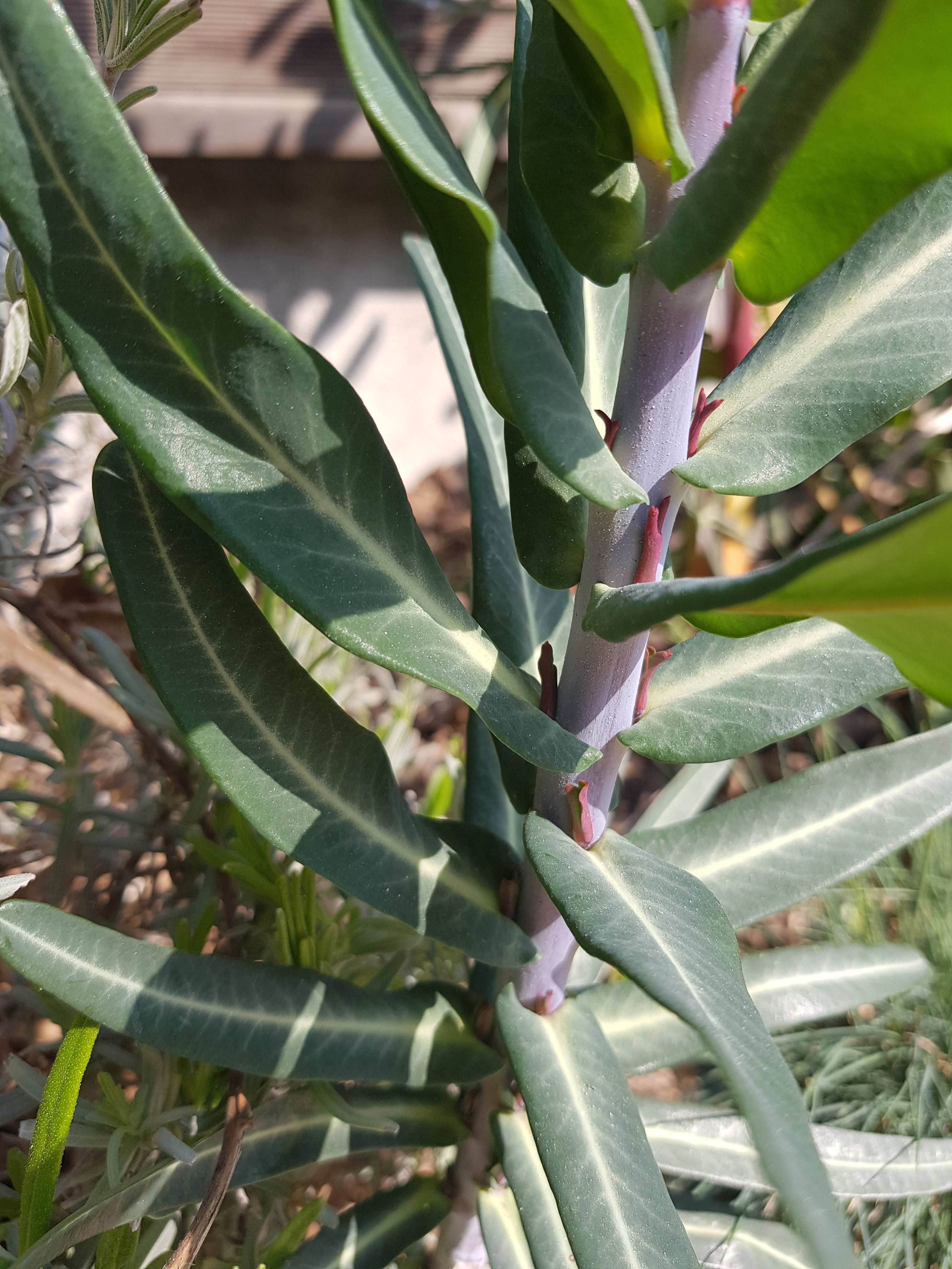 Annexe 20200327_114631.jpg