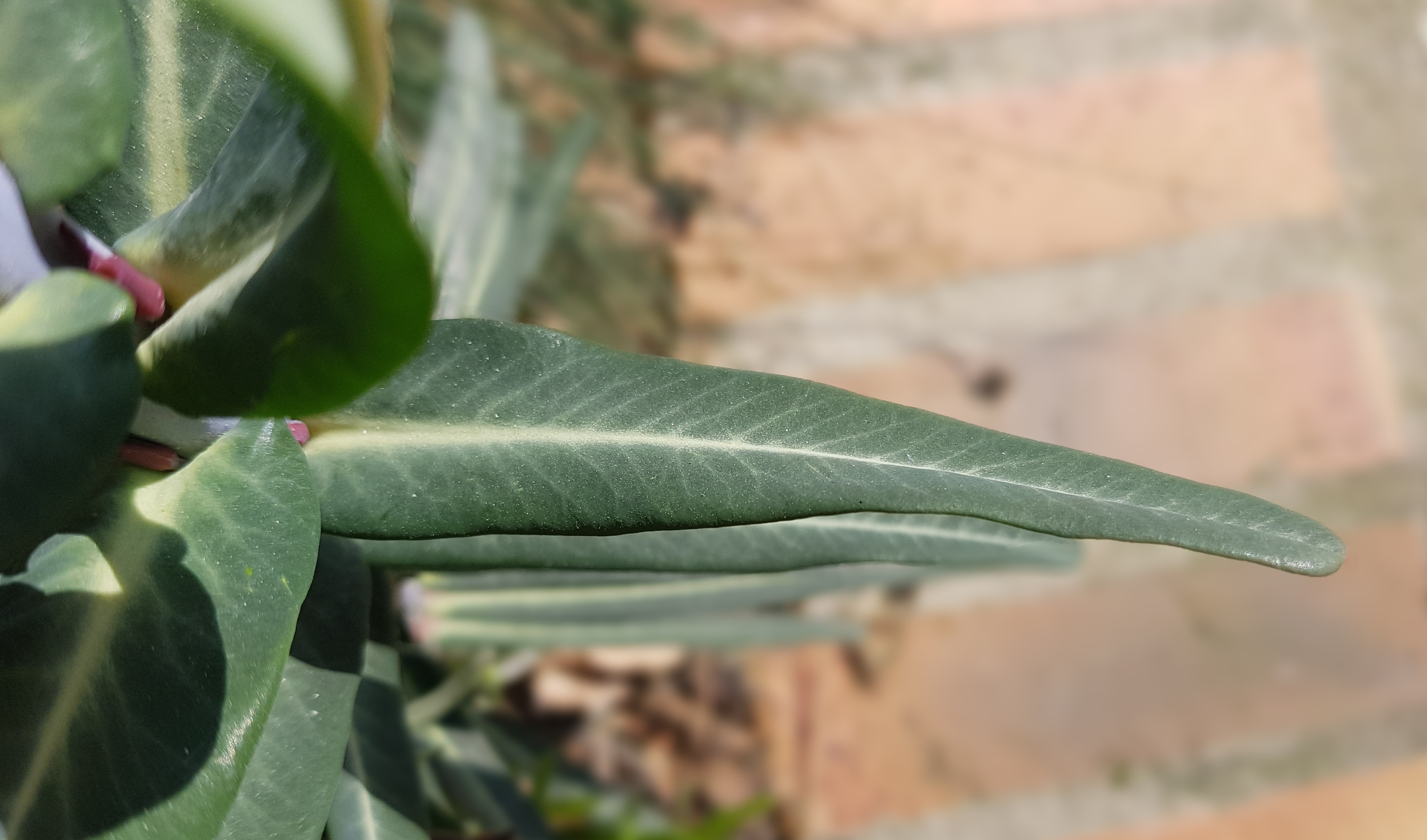 Annexe 20200327_114733.jpg