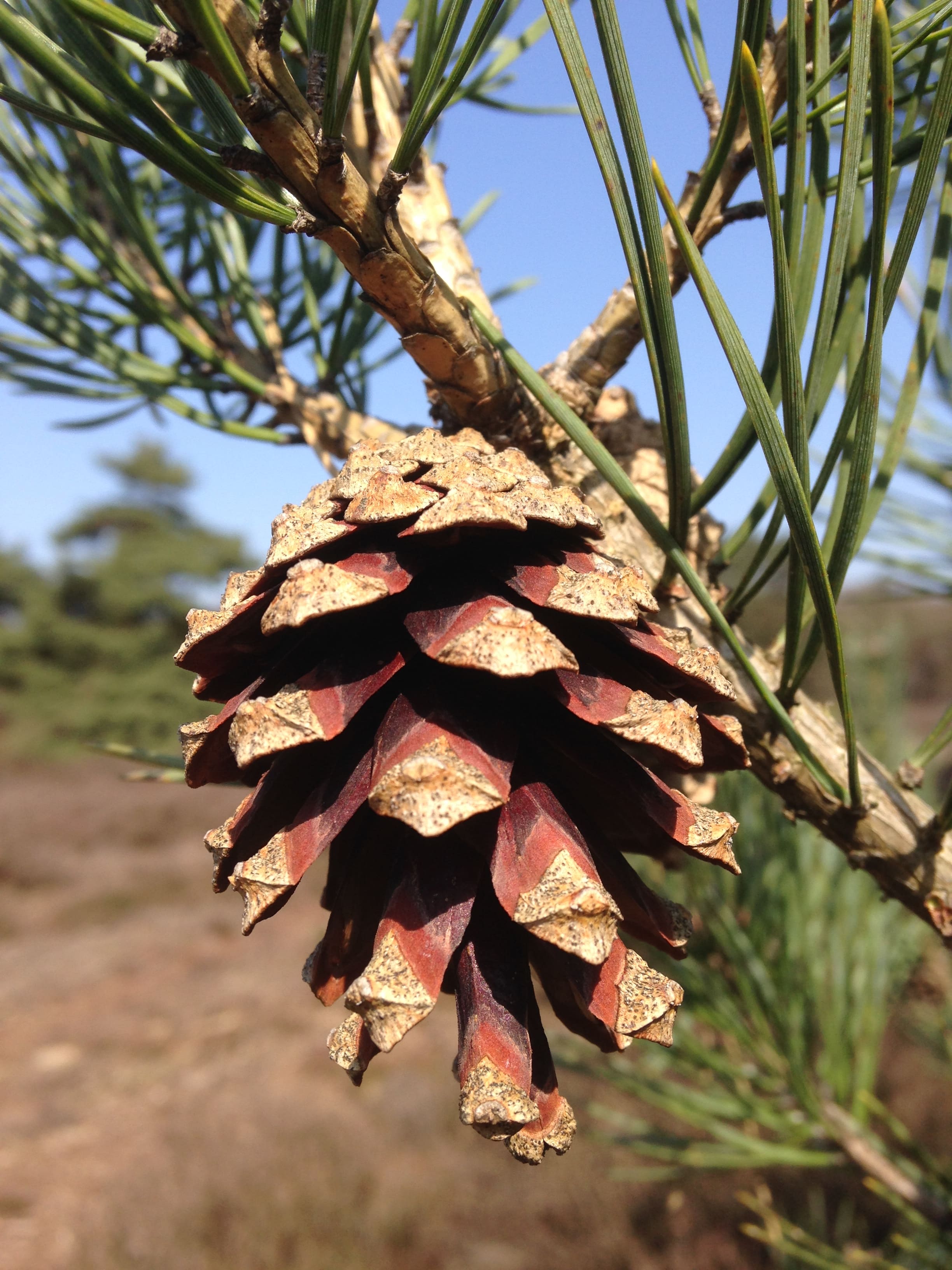 Annexe IMG_0703-min.JPG