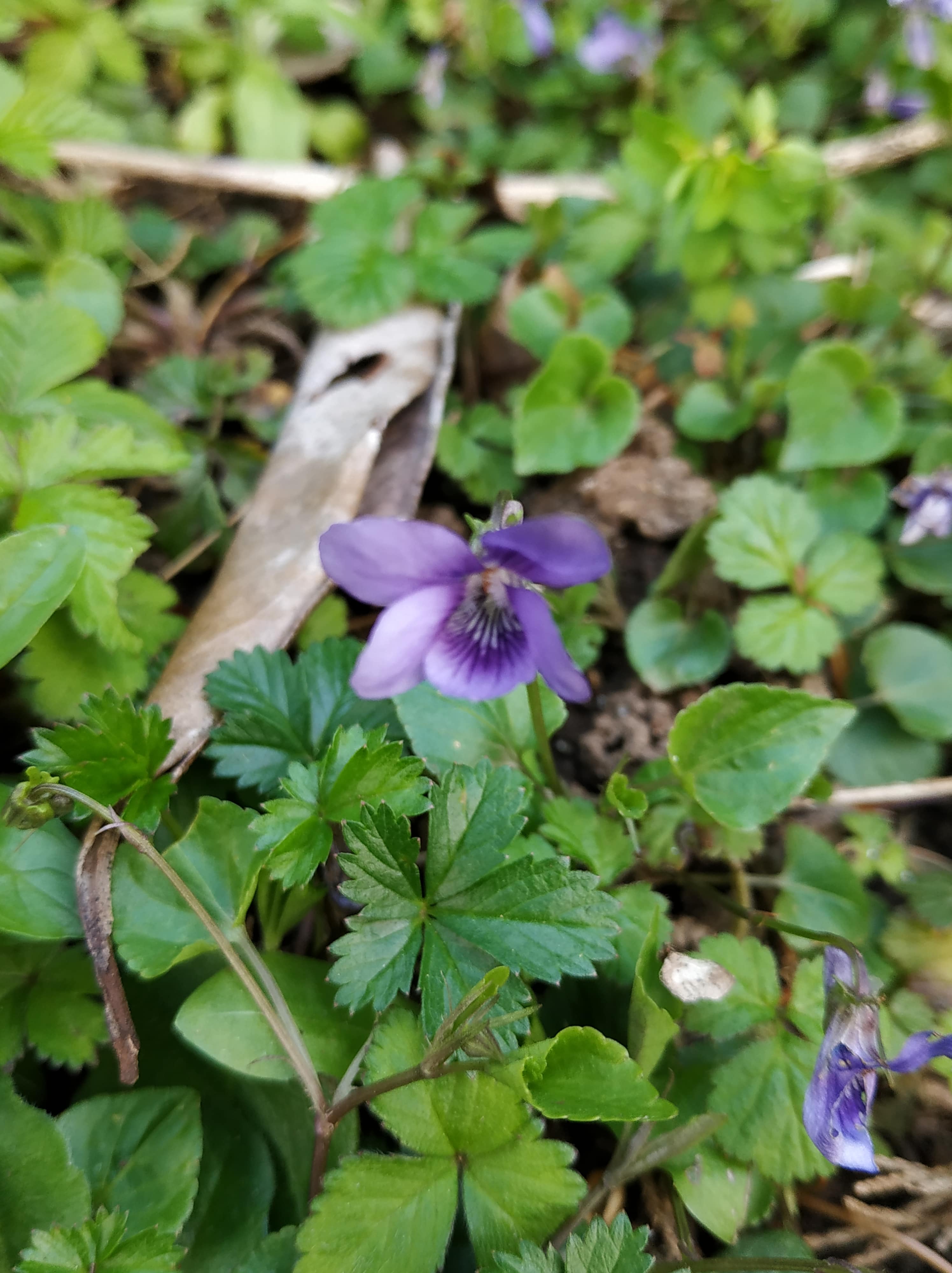 Annexe Viola reichenbachiana fleur