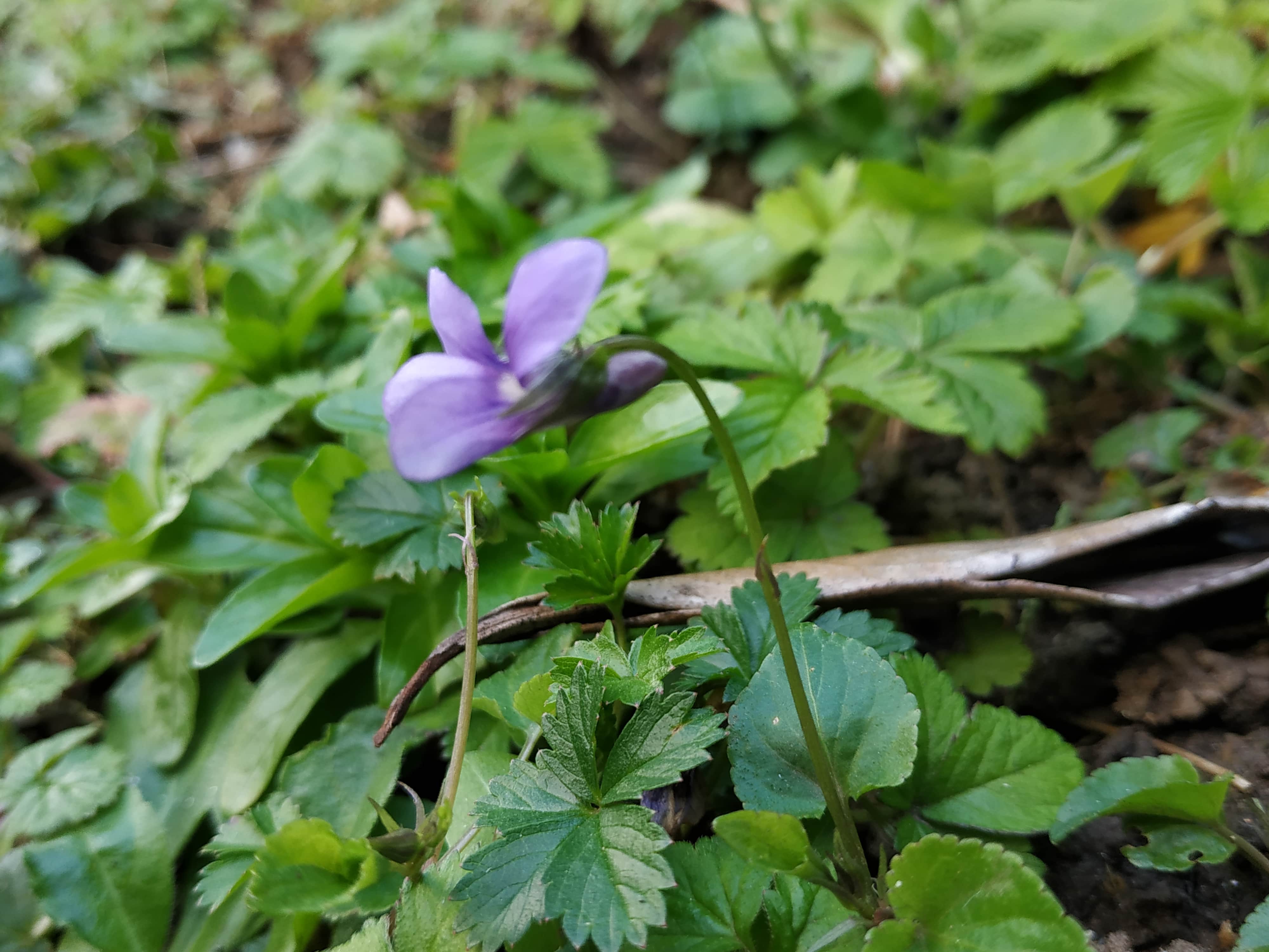 Annexe Viola reichenbachiana profil