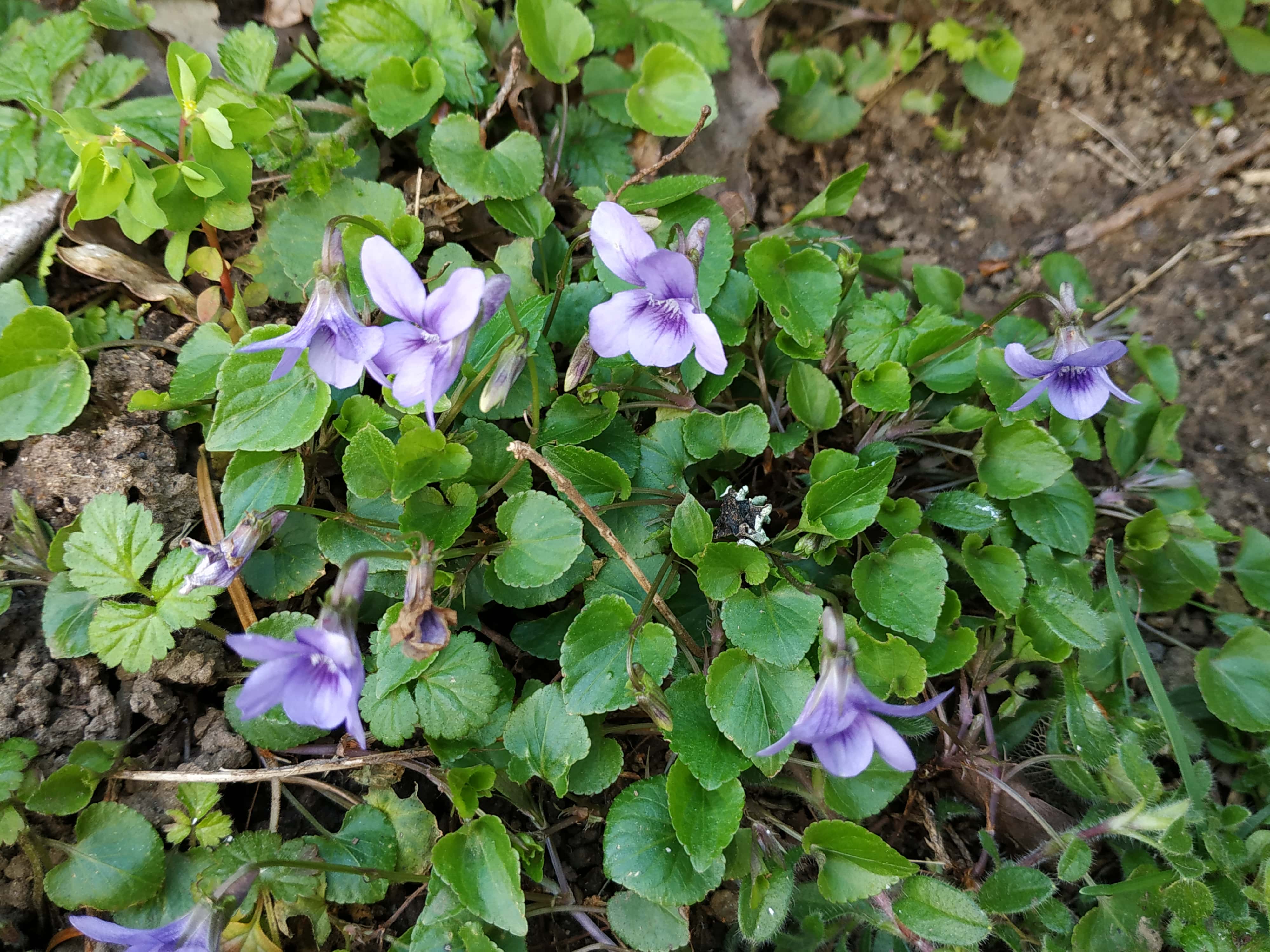 Annexe Viola reichenbachiana