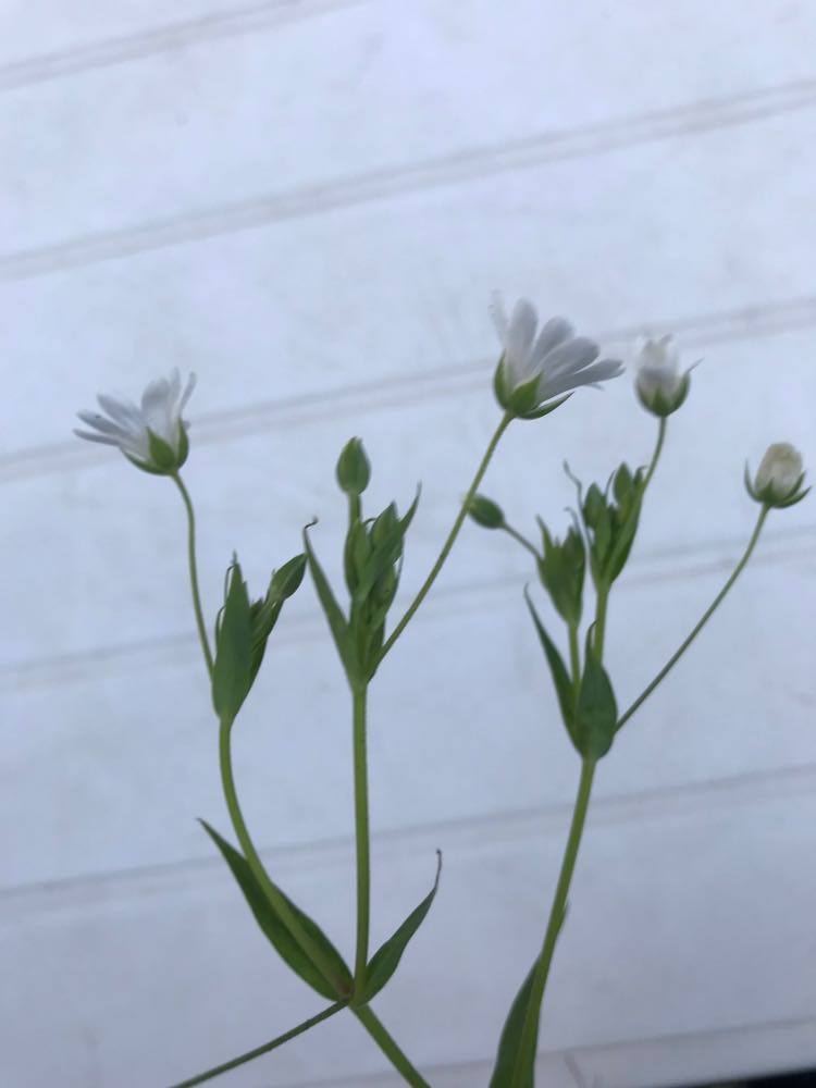 Annexe 90677045_741217643076937_1348332586610458624_n.jpg