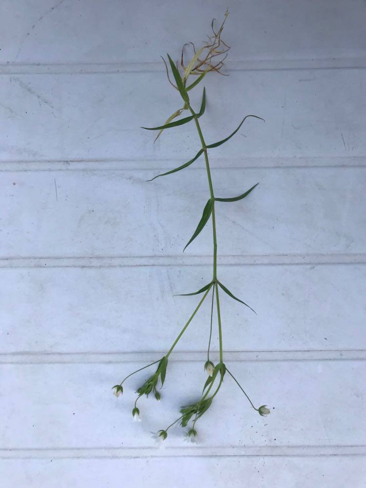 Annexe 90711435_536315723683736_3696256074777624576_n.jpg