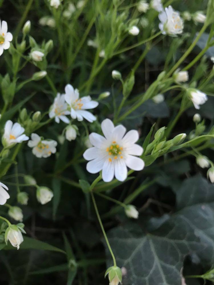 Annexe 90889419_528555697847164_4348423829060583424_n.jpg