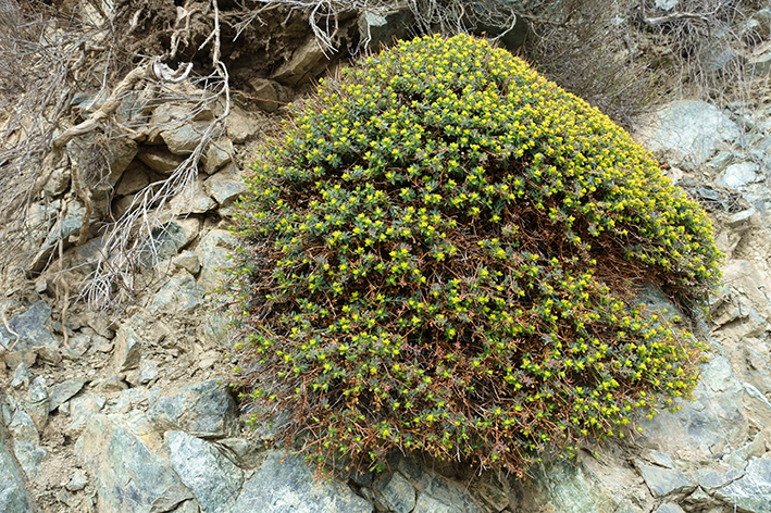 Annexe 20180330-1-Euphorbia spinosa.jpg