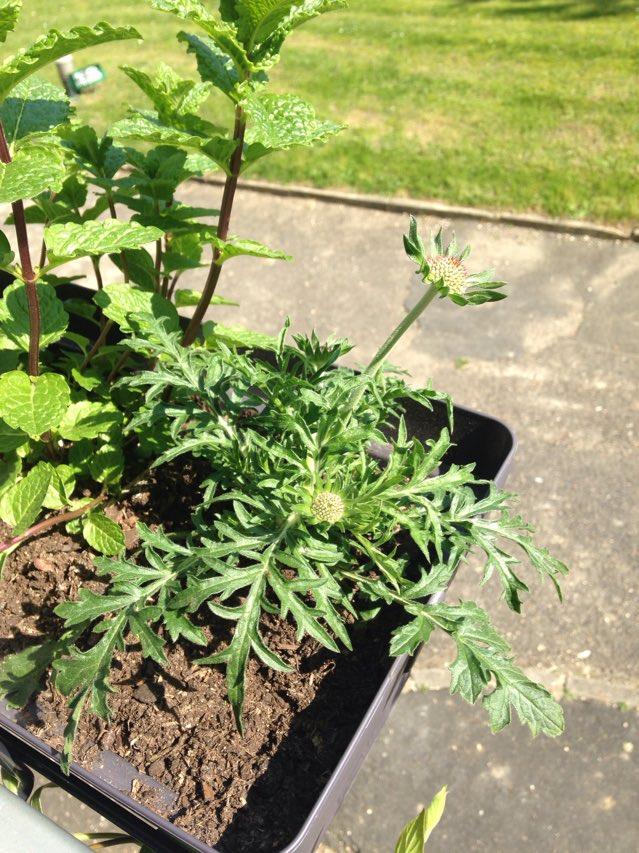 Annexe 90765428_523772041867375_4071136771881041920_n.jpg