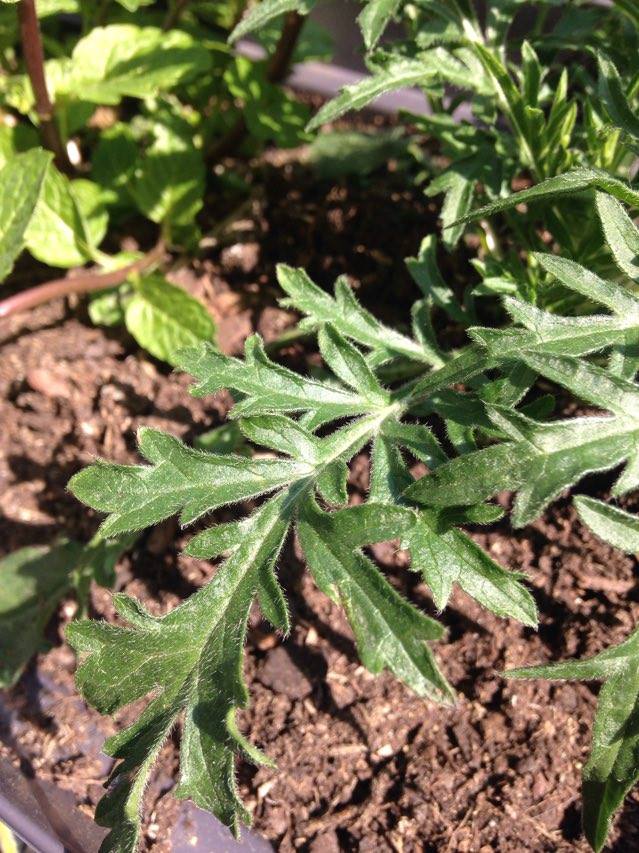 Annexe 91031675_903073913457019_3457540602760003584_n.jpg