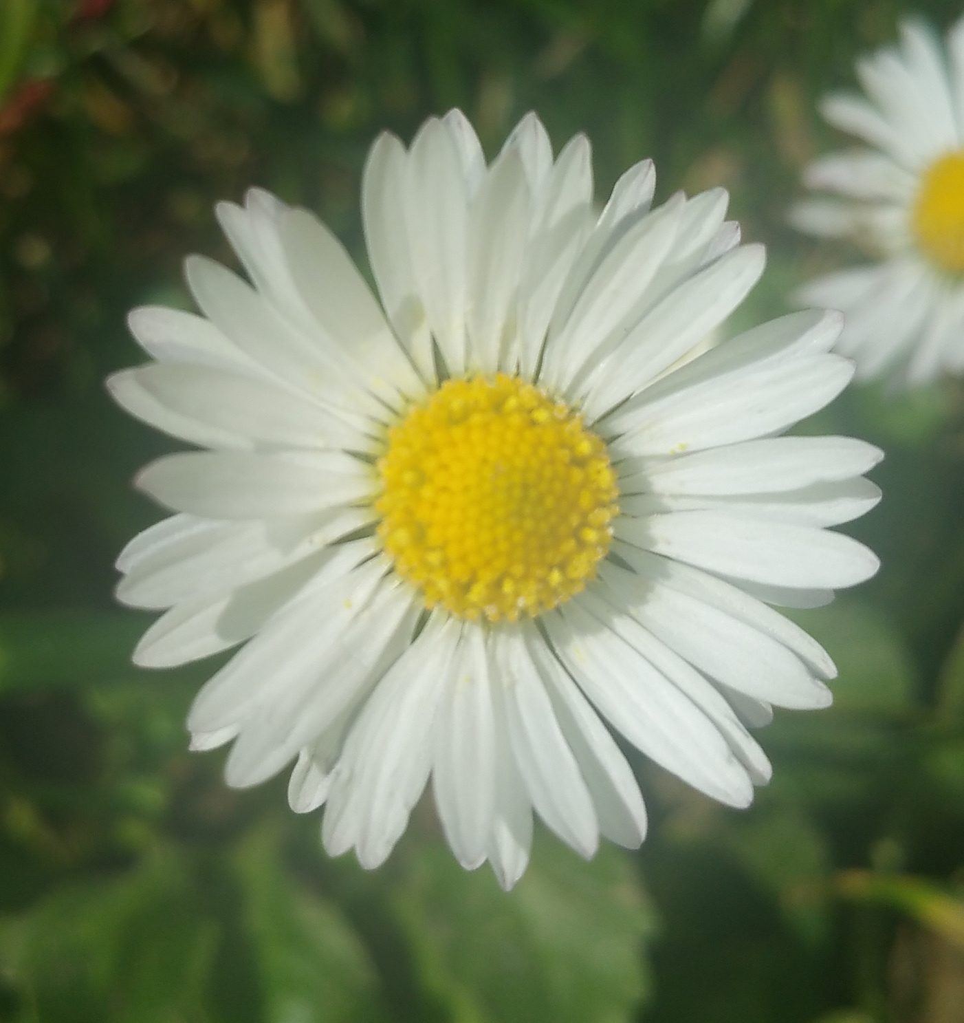 Annexe bellis perenis inflorescence.jpg