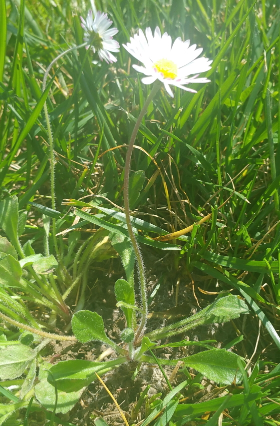 Annexe bellis perenis plante entière.jpg