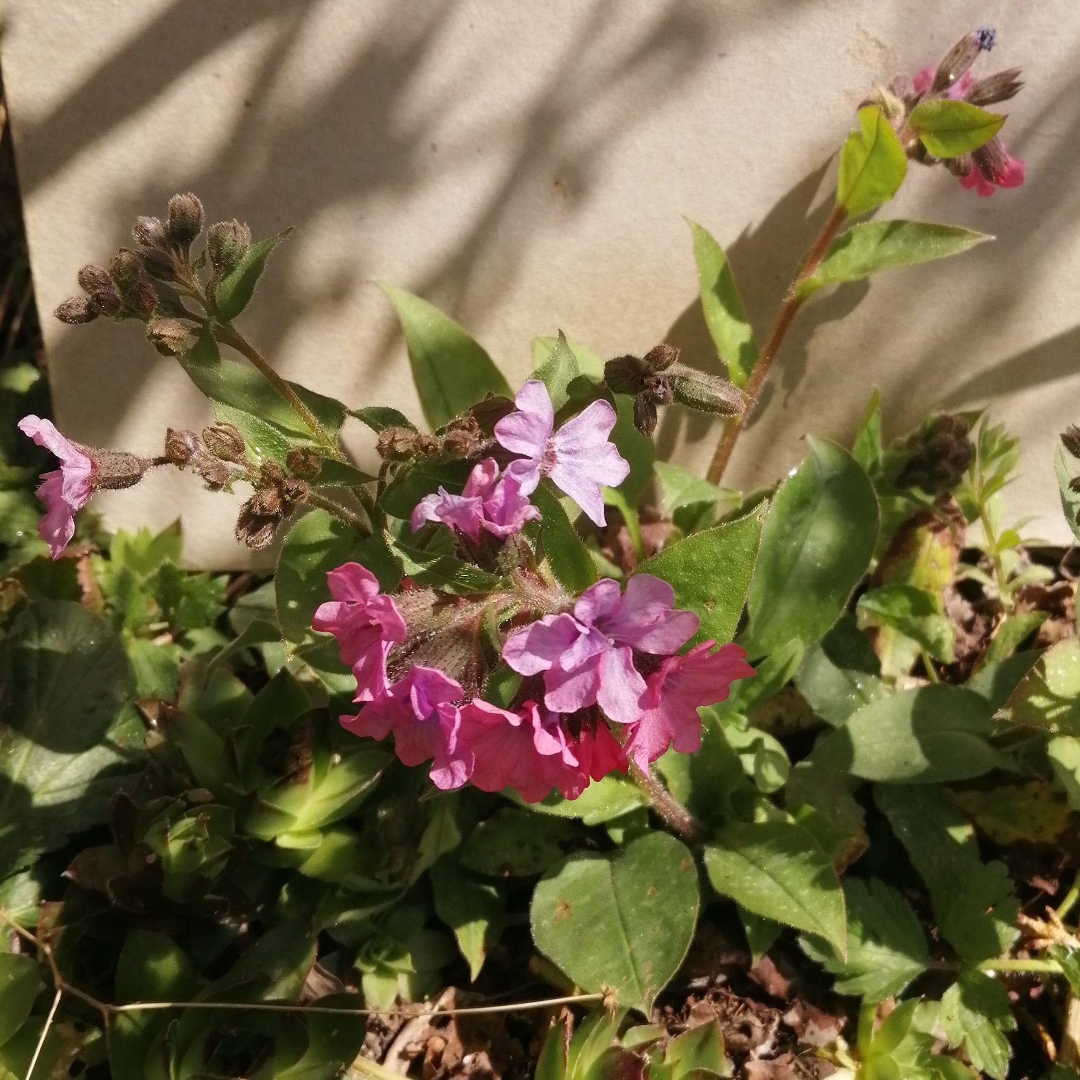 Annexe IMG_20200327_123544 - Copie.jpg