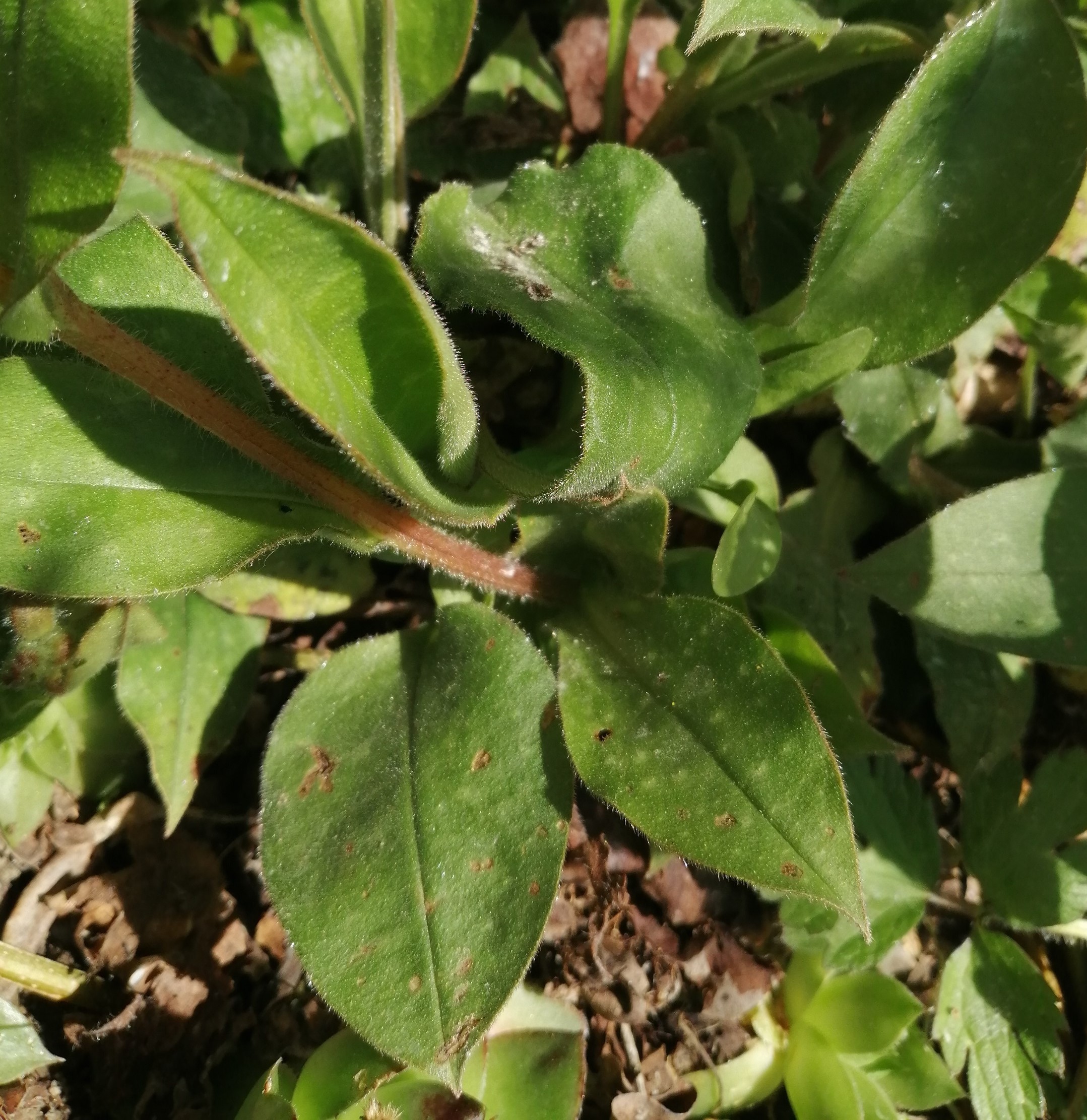 Annexe IMG_20200327_123558 - Copie.jpg