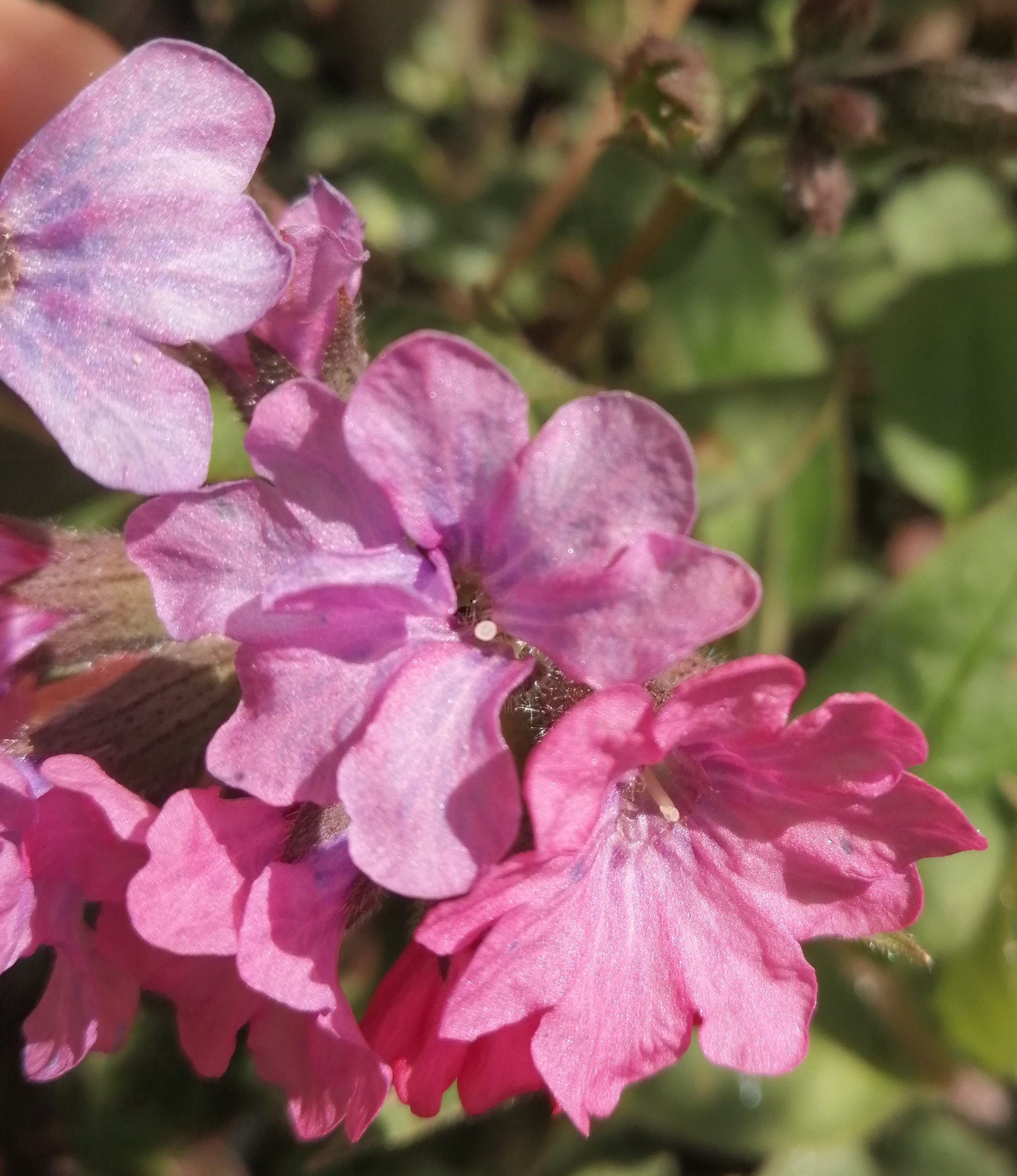 Annexe IMG_20200327_123606 - Copie.jpg