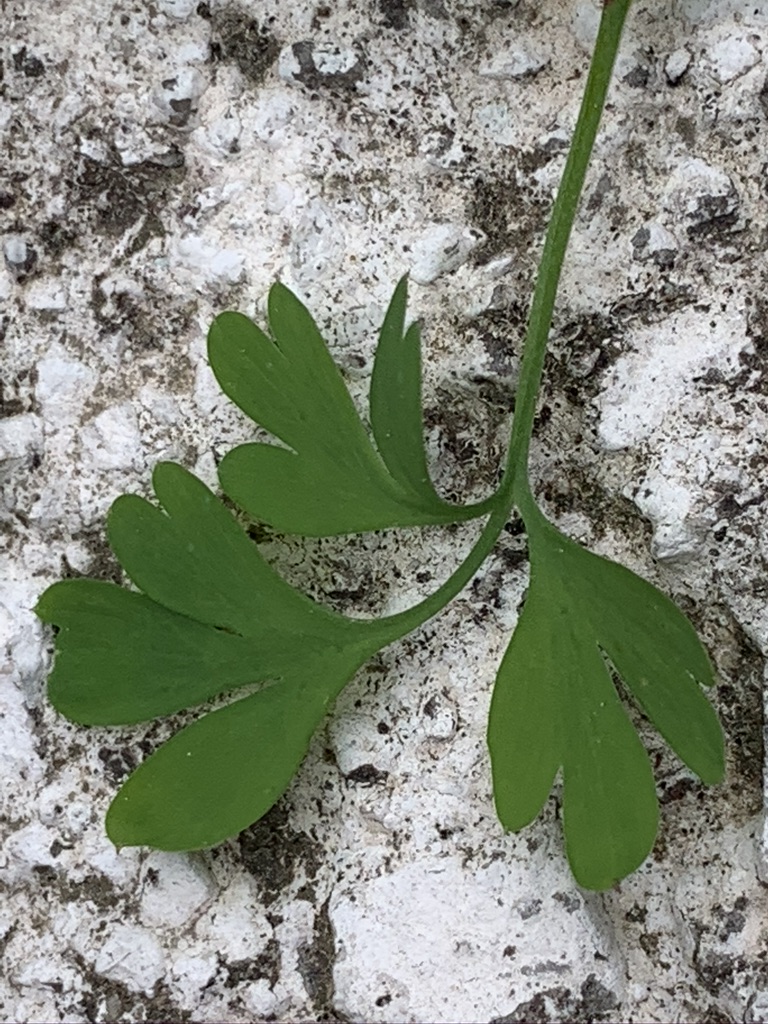 Annexe 4F87B080-514B-46CF-9B00-9270F8E216BB_1_105_c.jpeg