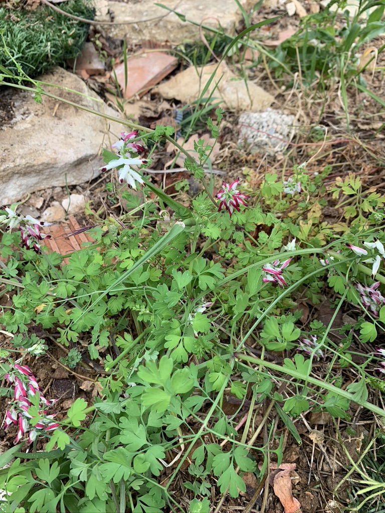 Annexe 96D69A99-0E57-44E7-8C7A-2A688AA5392D_1_105_c.jpeg