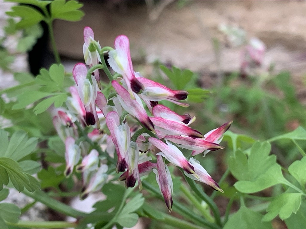 Annexe AC058C8D-127F-40EC-BDF3-6057B5BCB982_1_105_c.jpeg