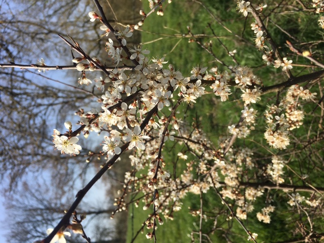 Annexe 25638DC7-0B81-4E8E-9DF8-FB6DB1786F92.jpeg