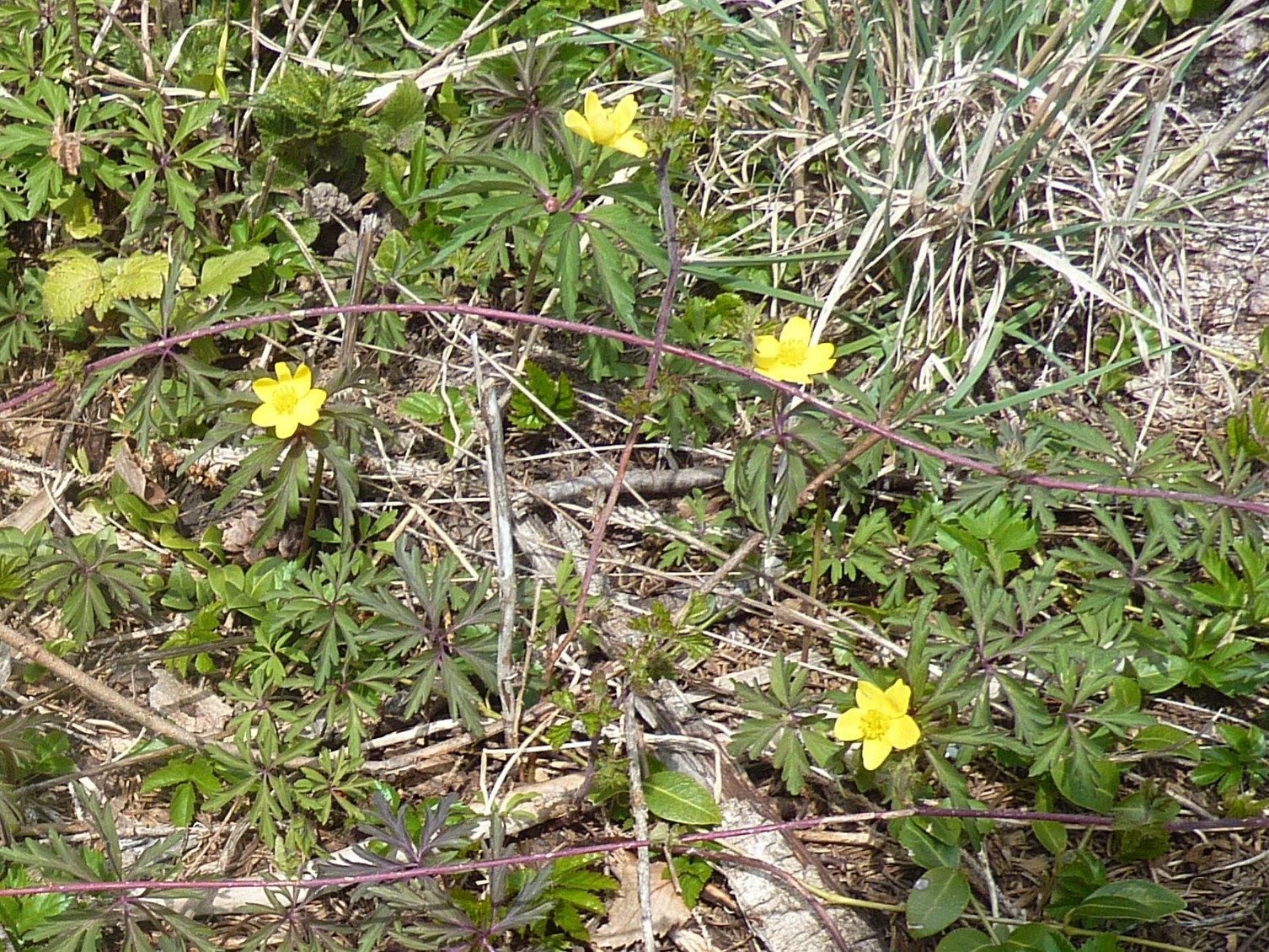 Annexe anémone fausse renoncule 2.jpg