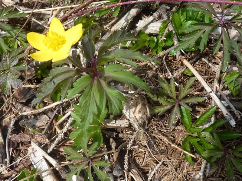 Annexe anémone fausse renoncule4.jpg