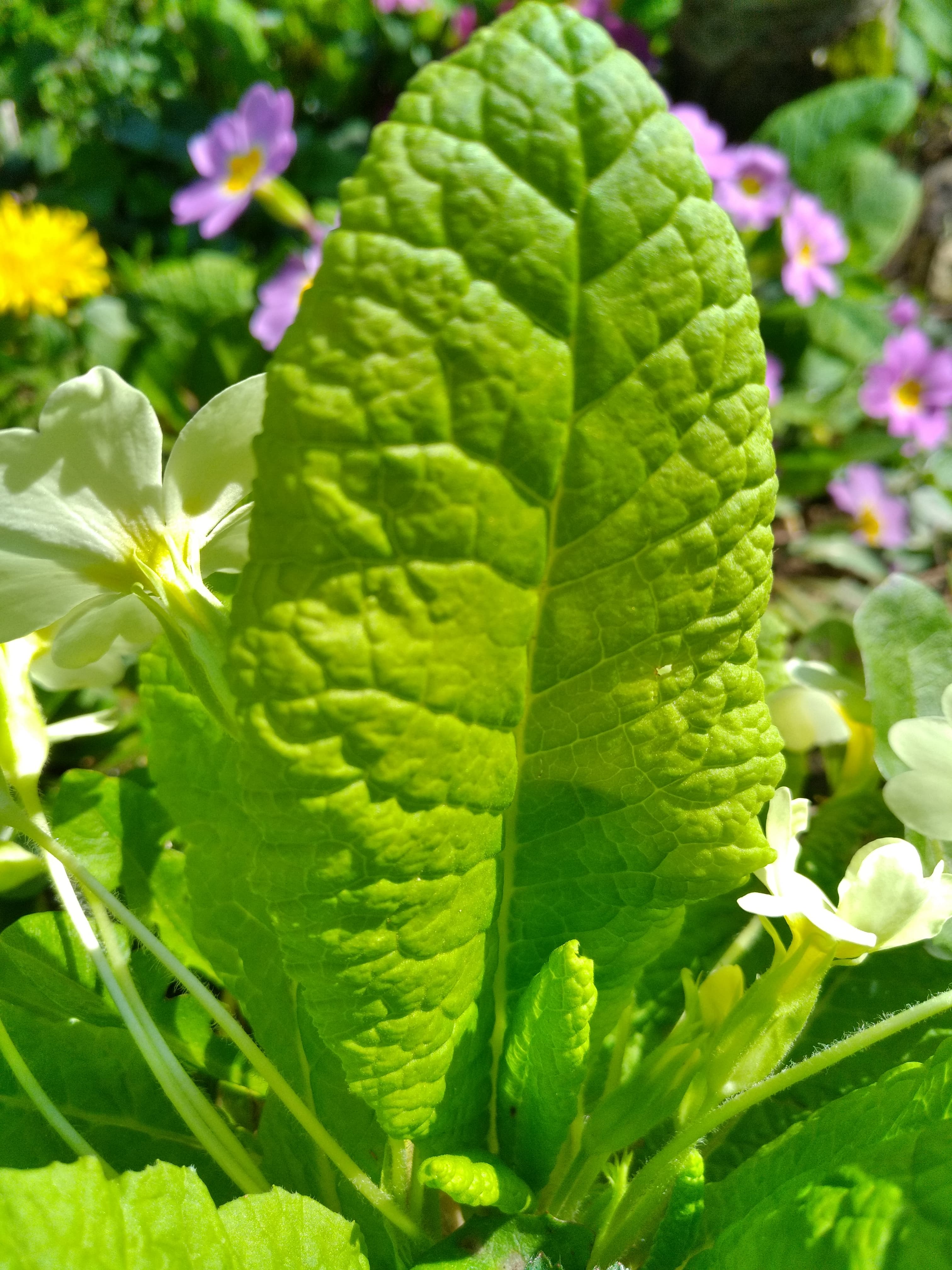 Annexe 91306131_511168782845527_3852406027504844800_n.jpg