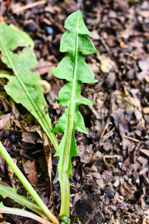 Annexe IMG_6924 (2).jpg