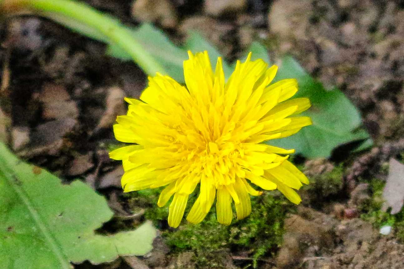 Annexe IMG_6925 (1).jpg