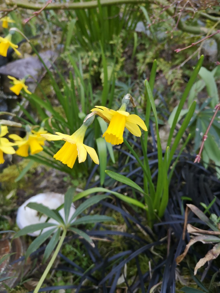 Annexe IMG_20200327_131159.jpg