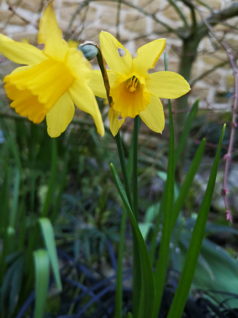 Annexe IMG_20200327_131215.jpg