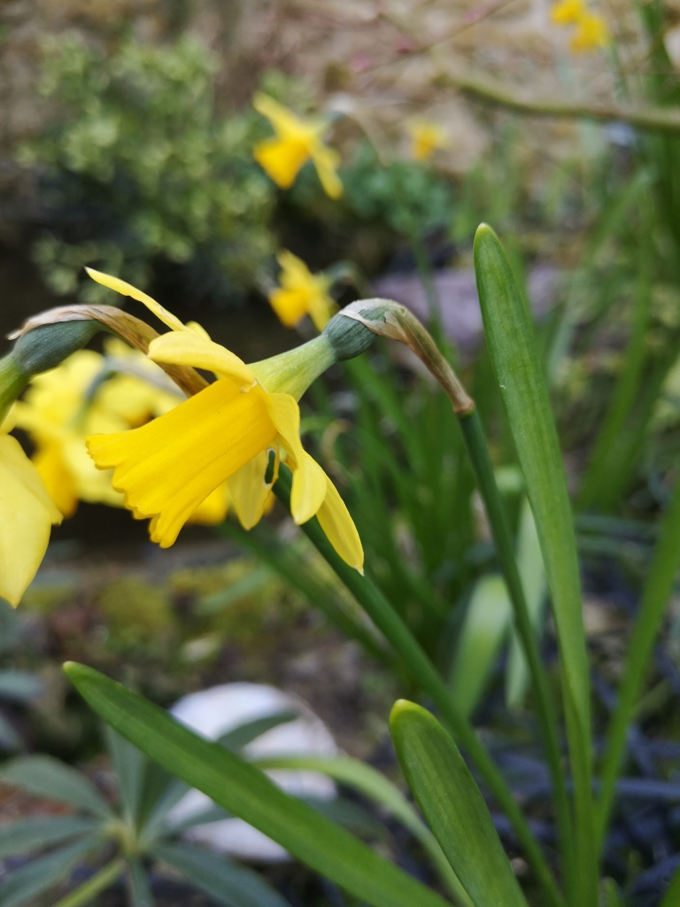 Annexe IMG_20200327_131223.jpg