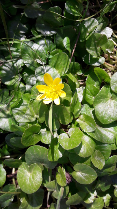 Annexe 20200327_111116.jpg