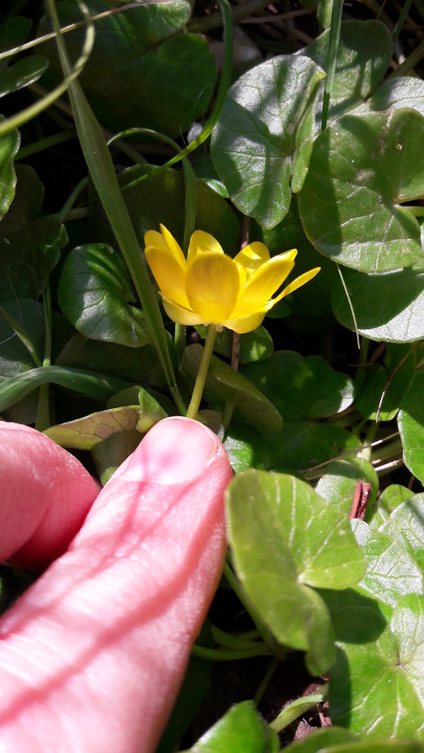 Annexe 20200327_111136.jpg